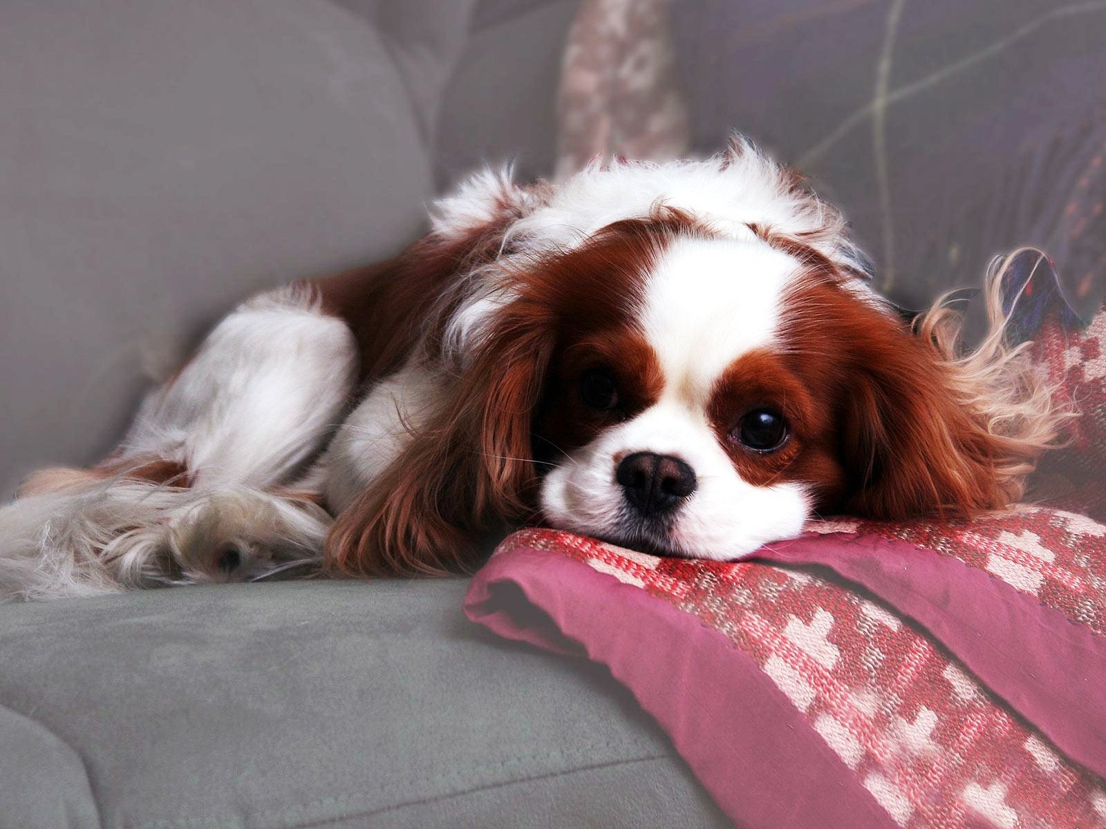 dog spaniel spotted wool sofa plaid