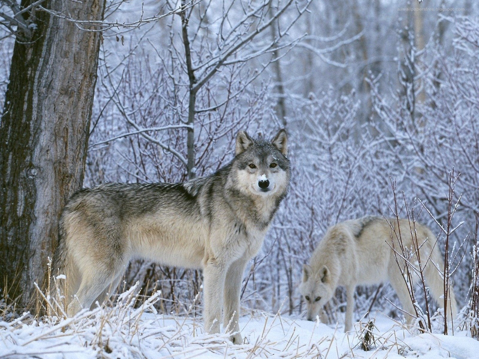 wolf wölfe winter schnee blick