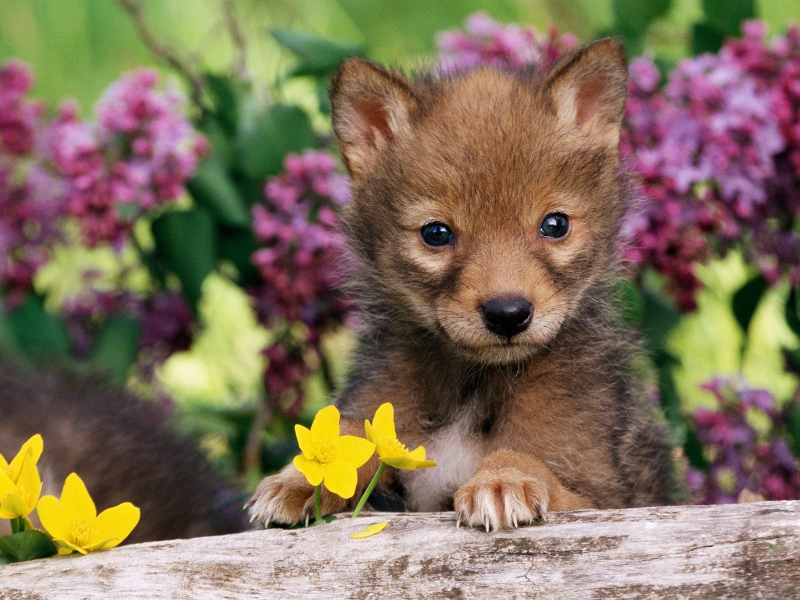 chiot loup louveteau chien