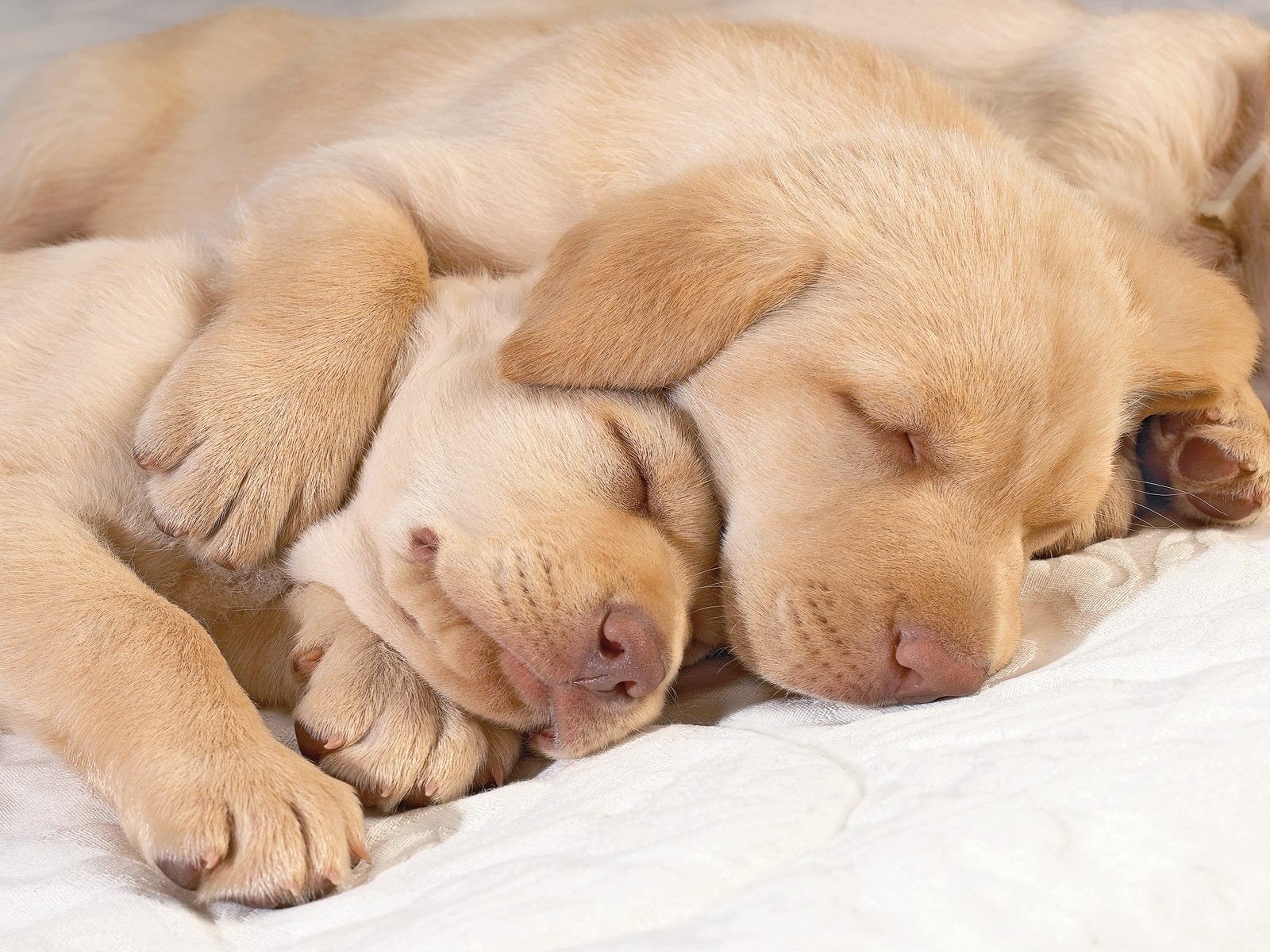 cuccioli labrador dormire zampe nasi