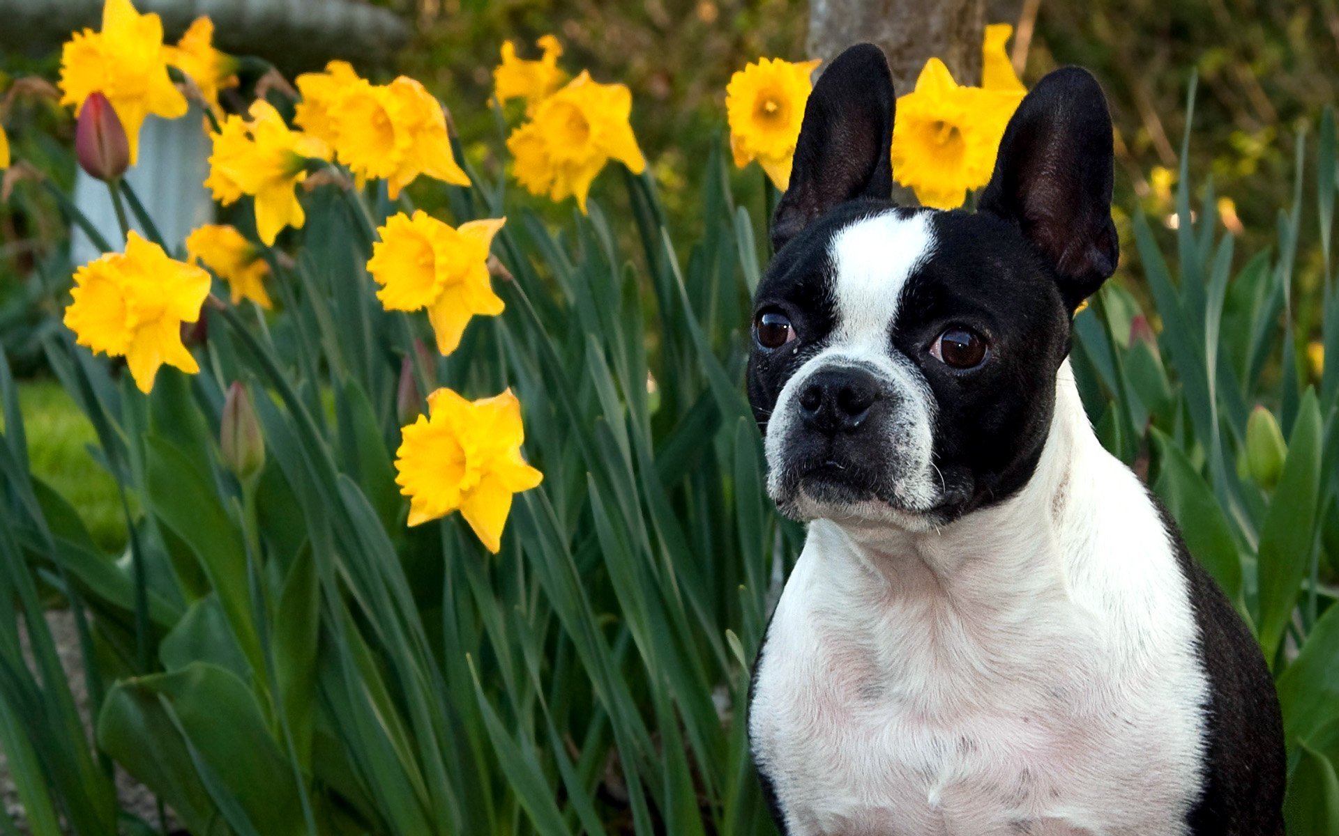 face close up flower daffodil