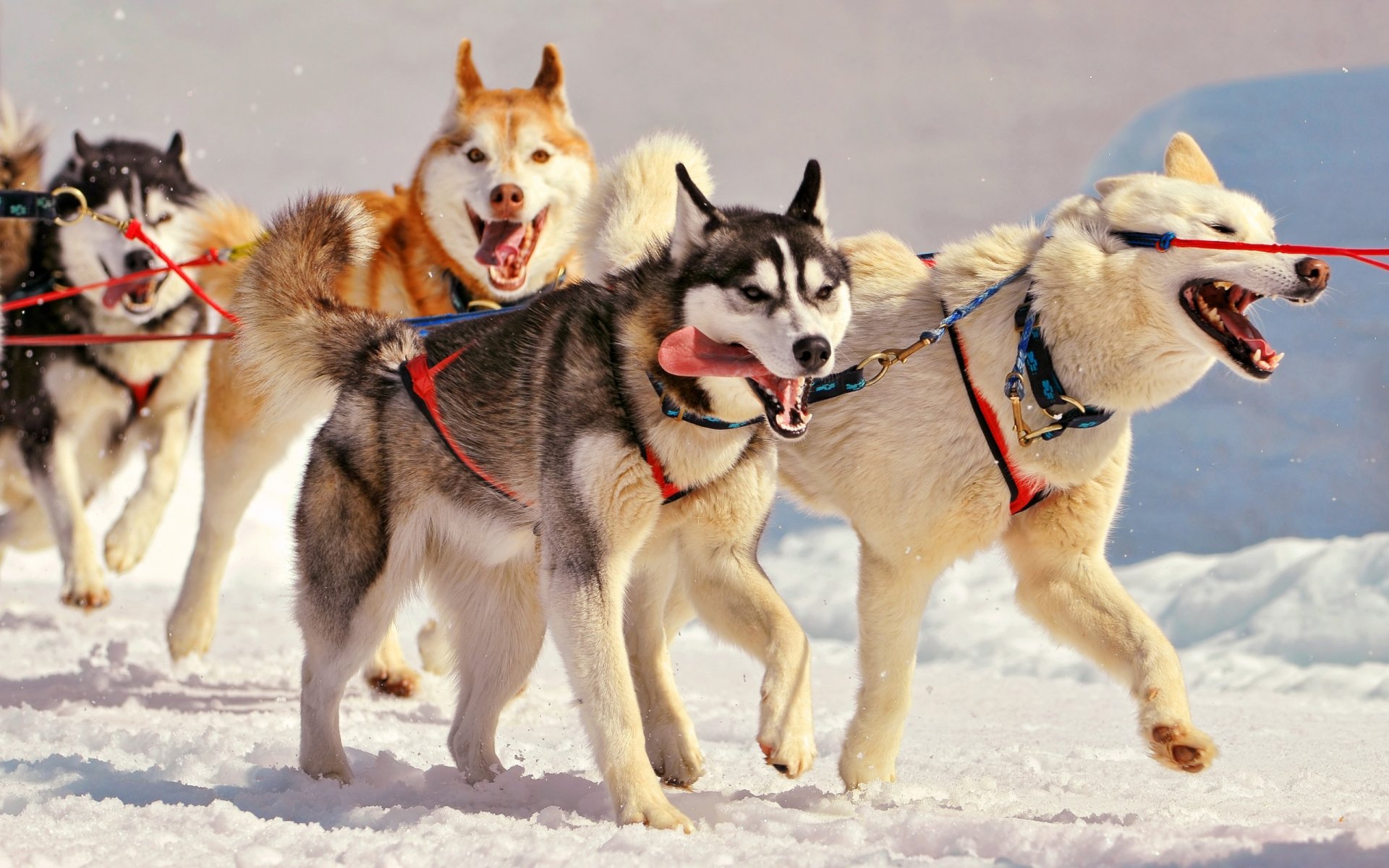 huskies schlitten schnee