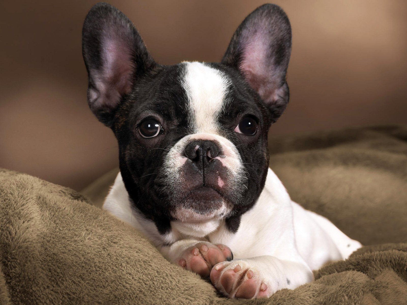 cane cucciolo bambino razza bulldog francese colore macchie contrasto bianco nero muso naso occhi orecchie zampe cuscinetti talloni