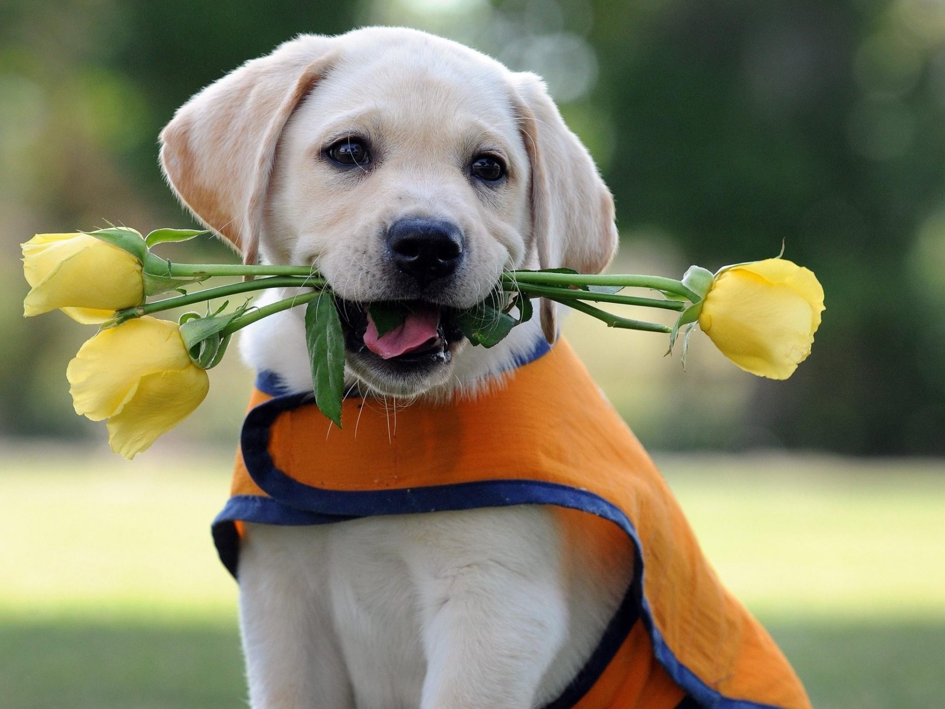 dog puppy labrador retriever flower rose