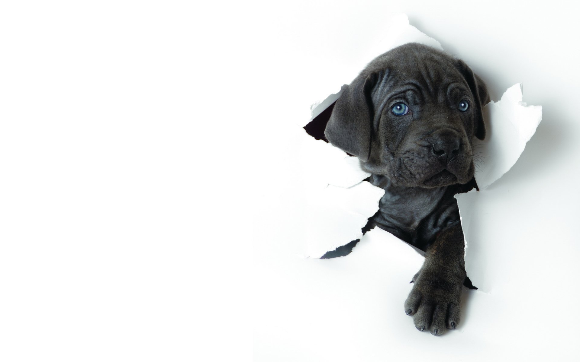 hintergrund blatt weiß papier welpe schnauze pfote blau augen