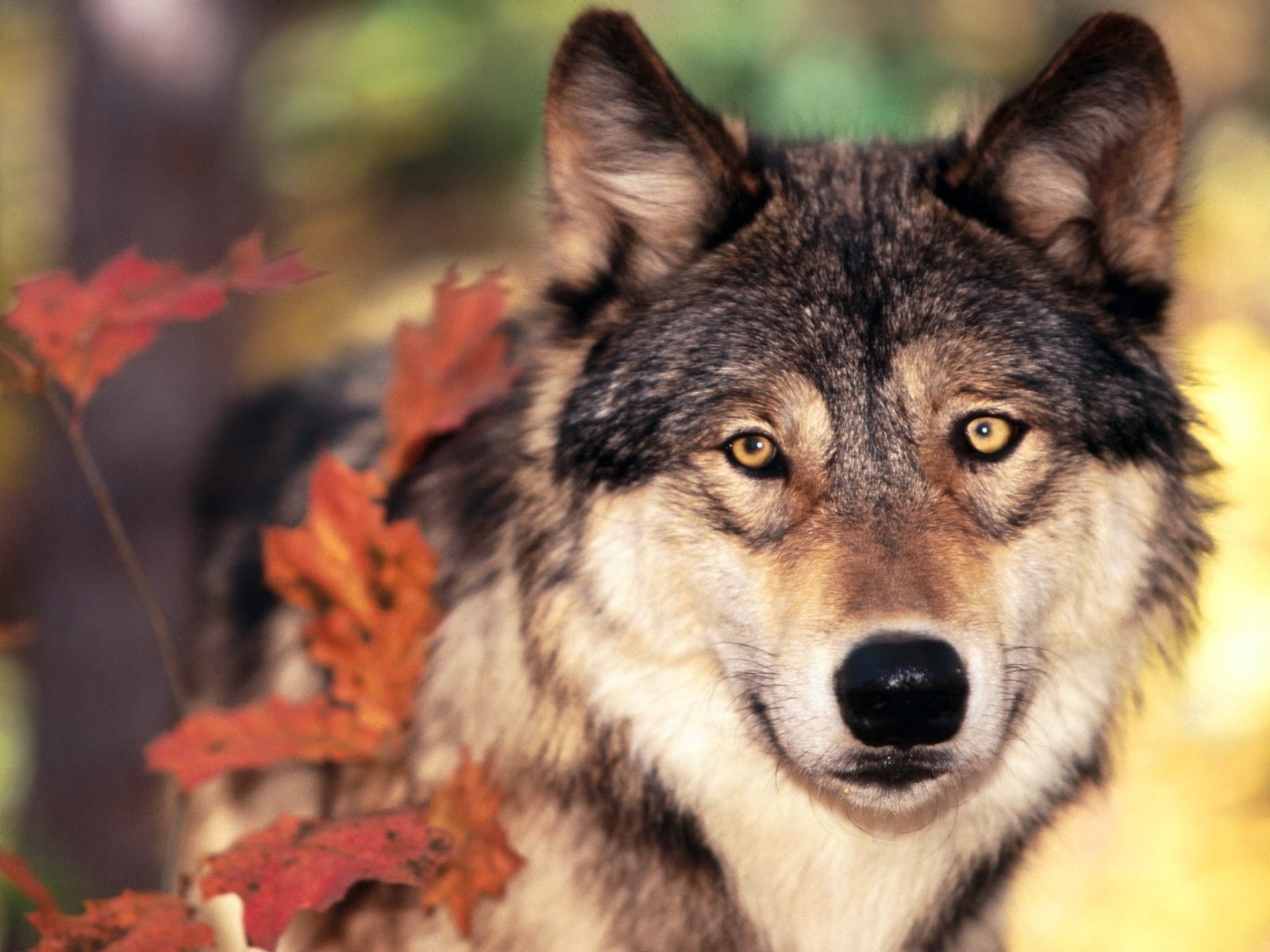 wolf autumn leave