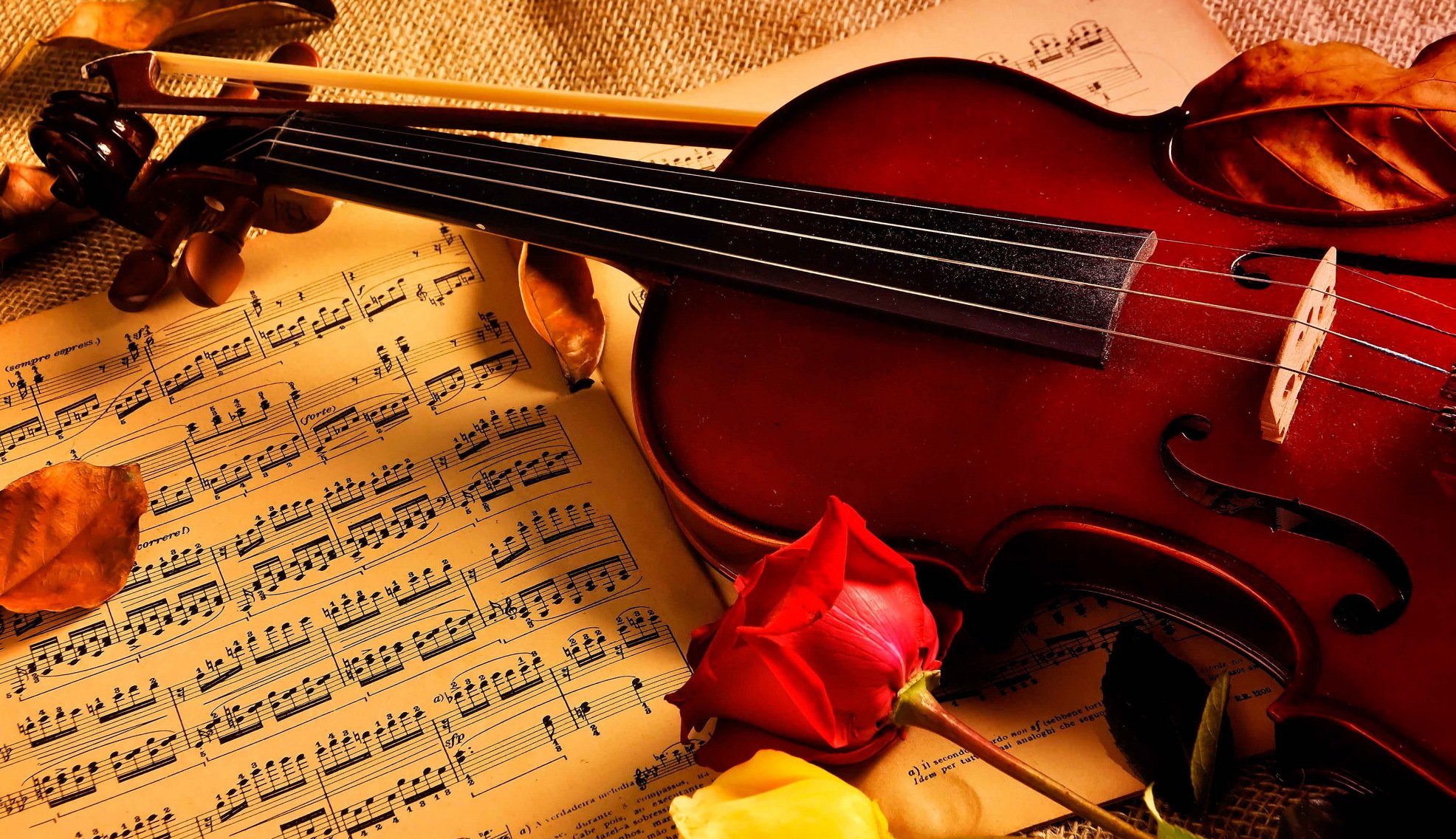 violon notes roses musique