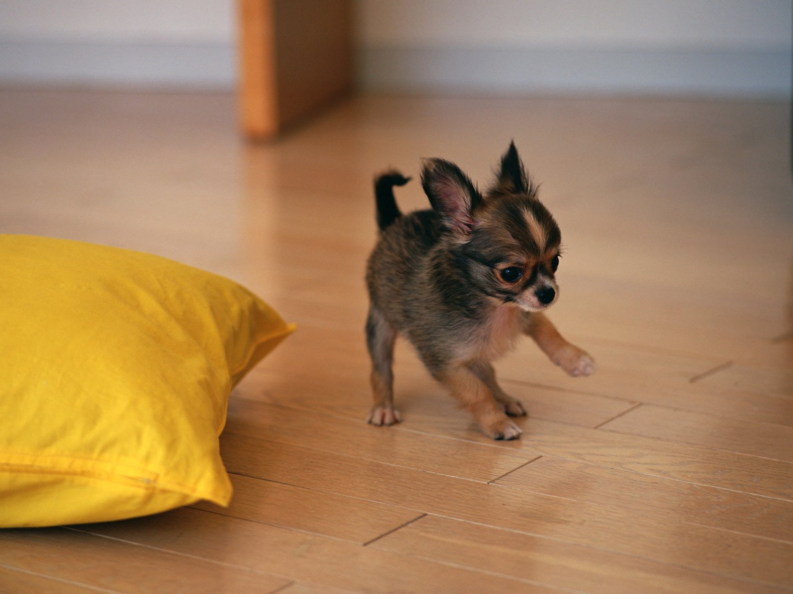 toy terrier szczeniak pies