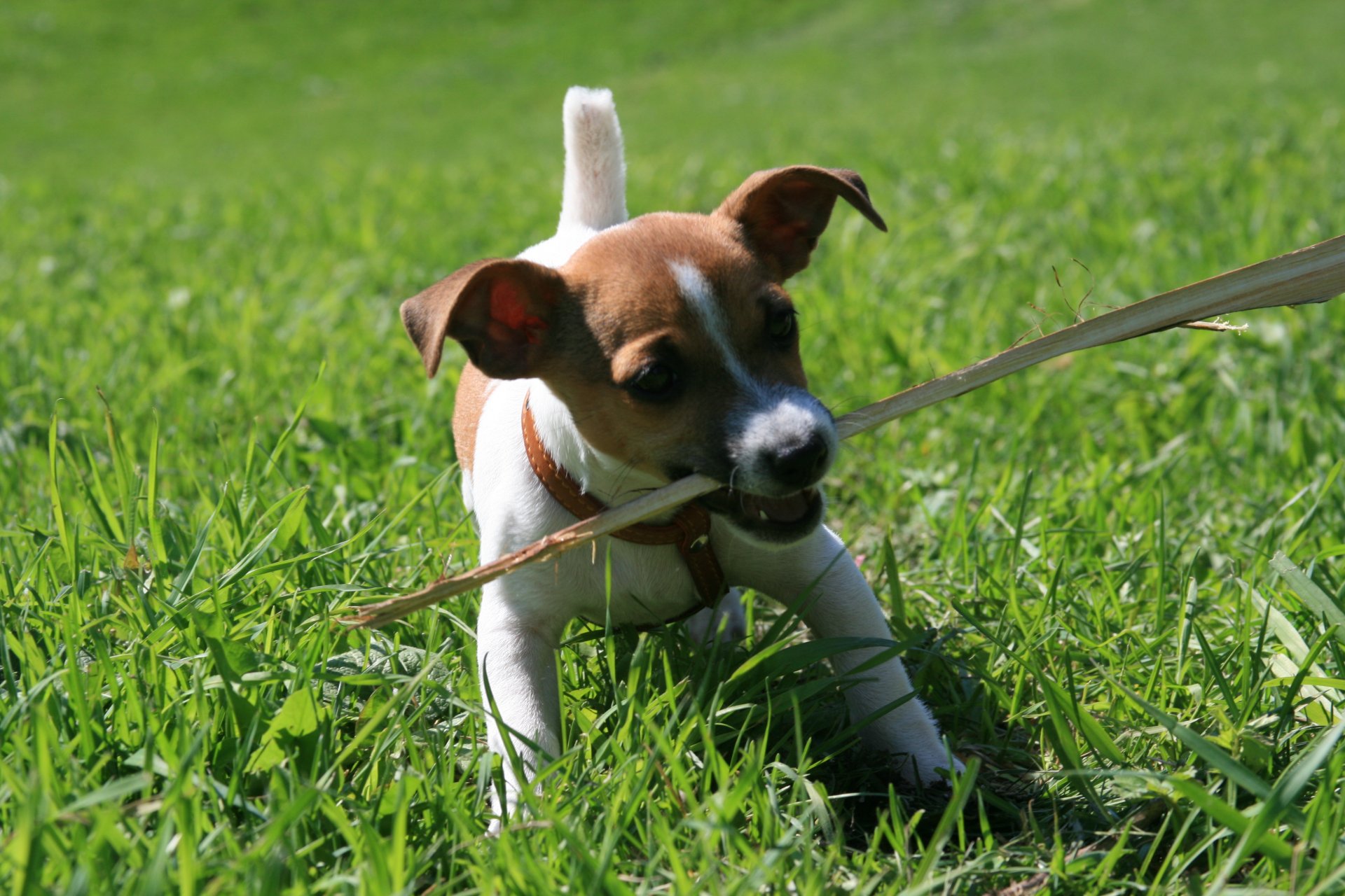 situations chien animal chiot jack russell tenant un bâton herbe marche