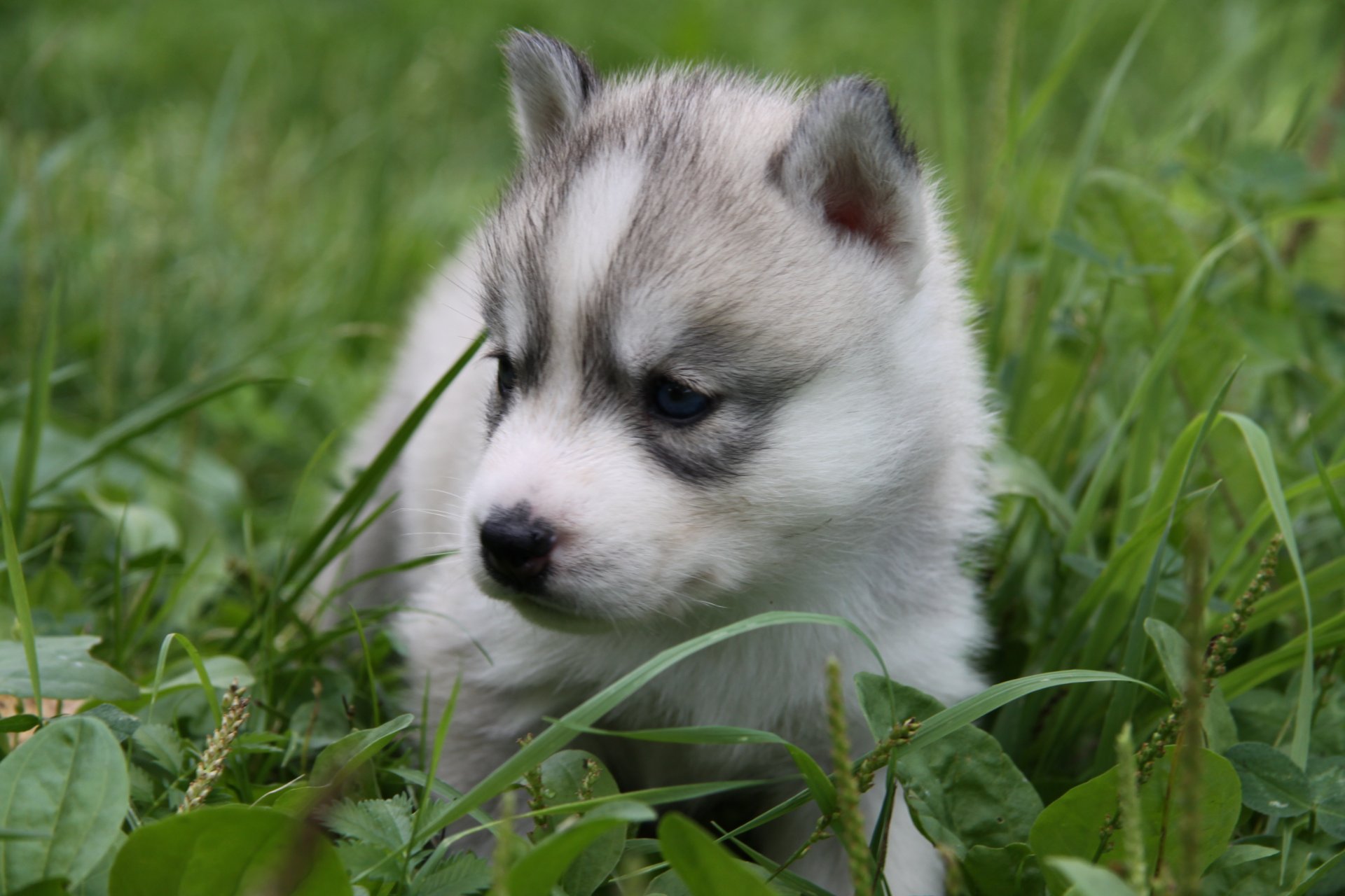 kleiner hund welpe gras blaue augen husky husky