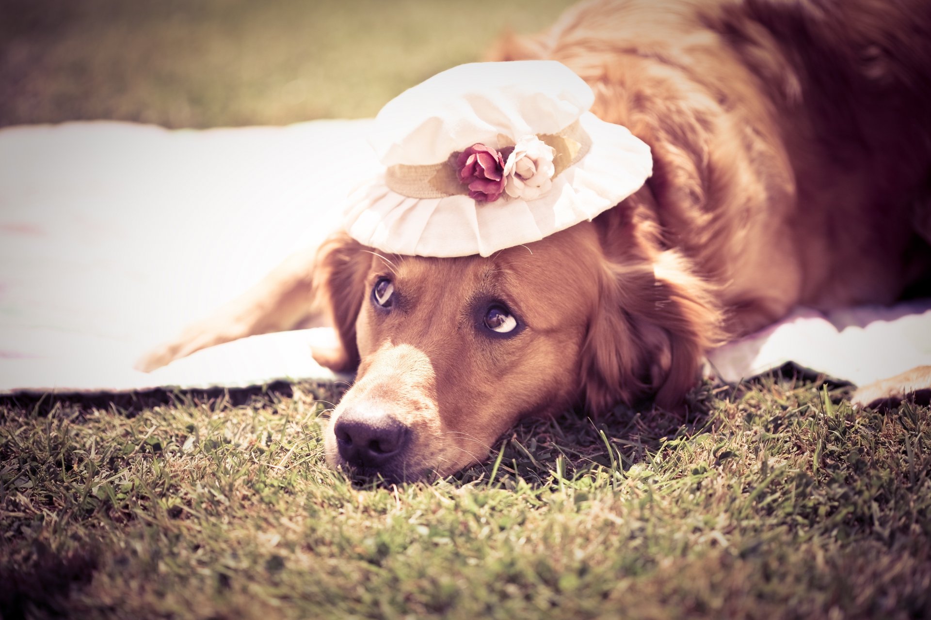 chien été mignon chapeau