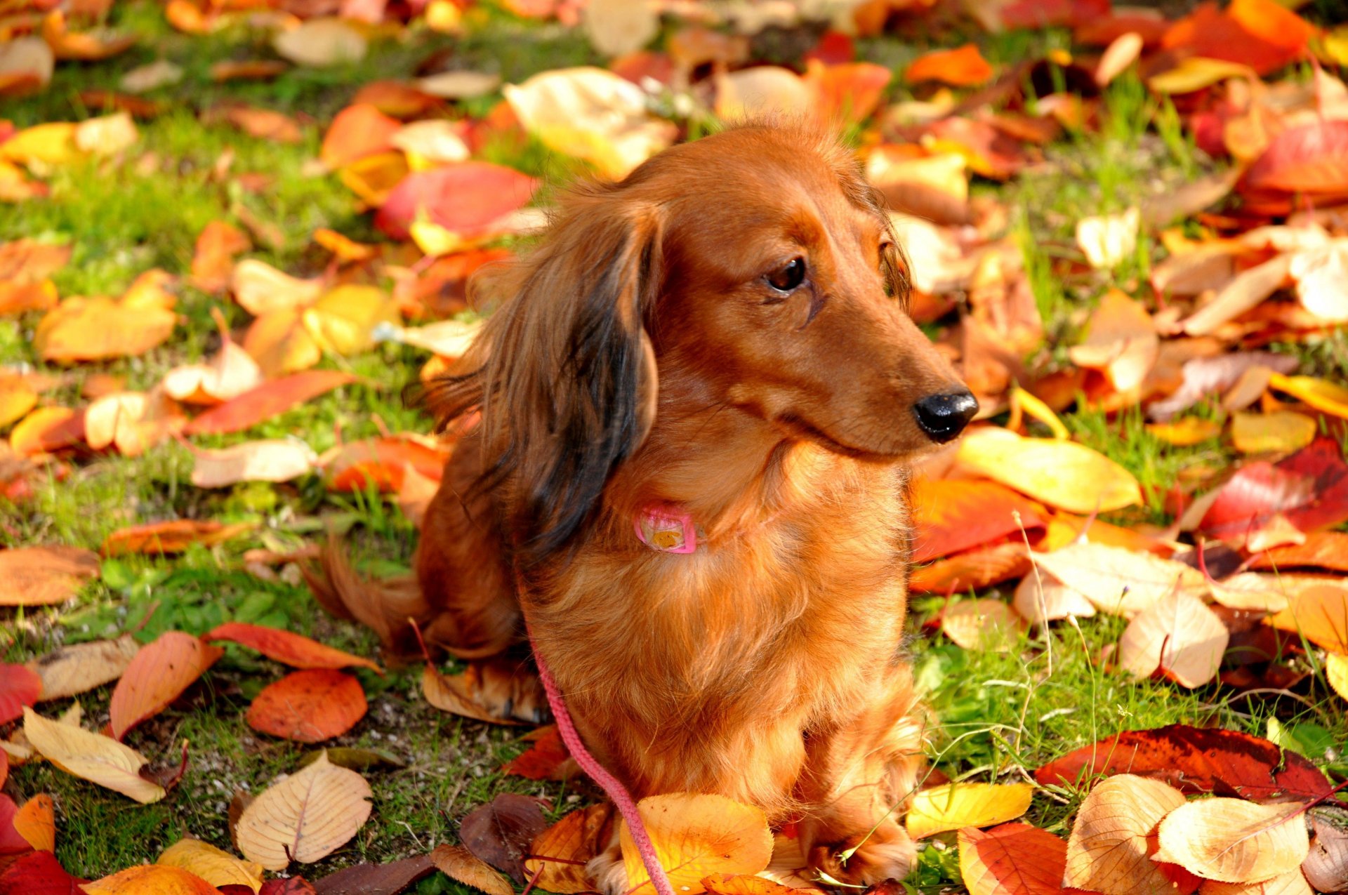 cane foglie autunno passeggiata