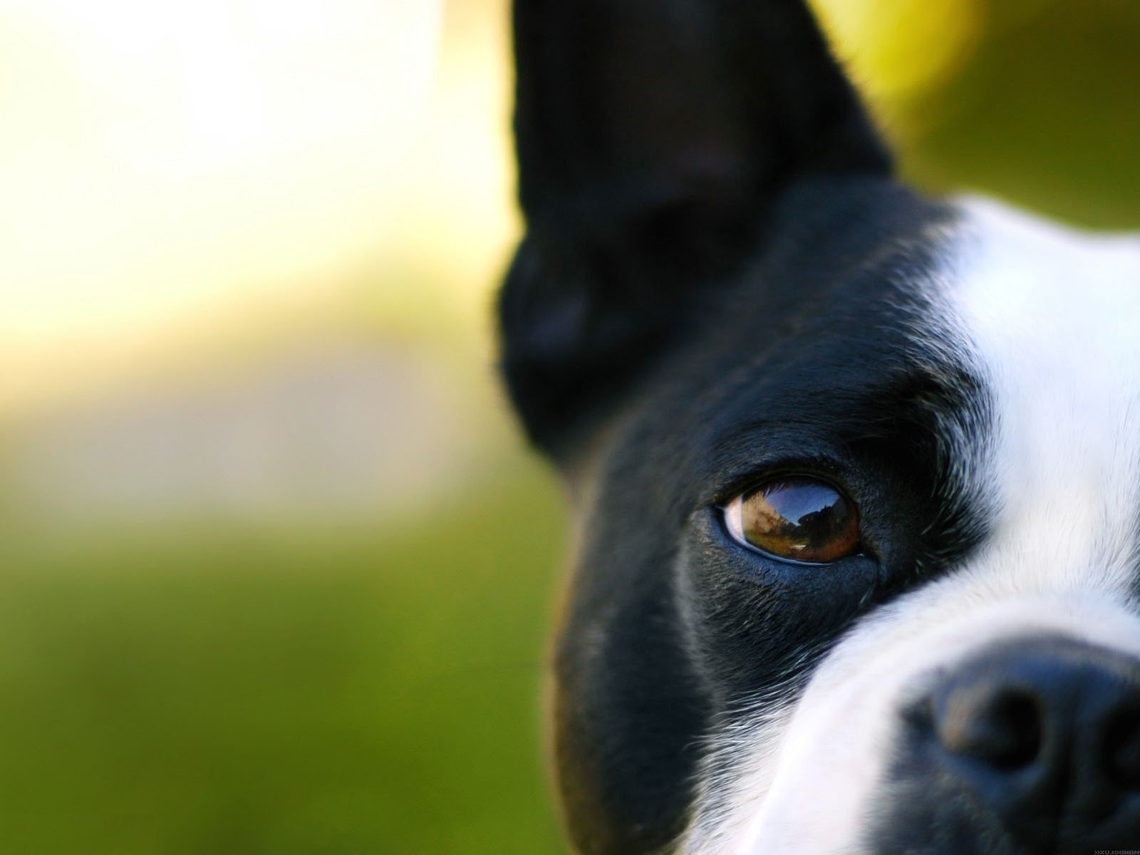 close up face dog