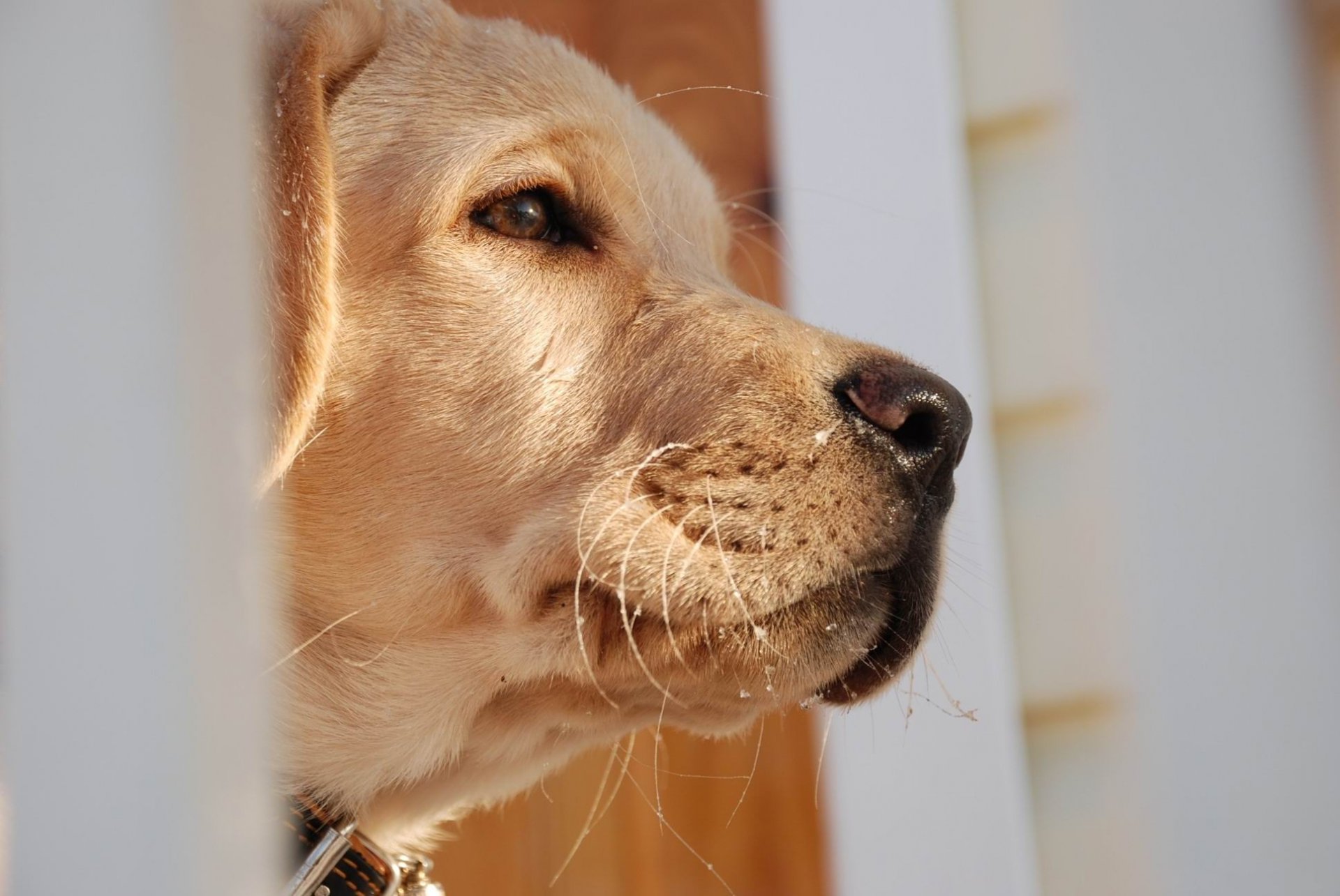 macro perro perfil nariz mirada en la distancia