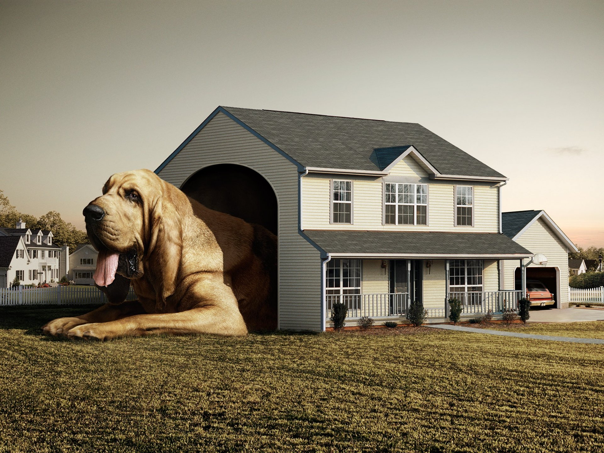 chien maison cabine fred perrault