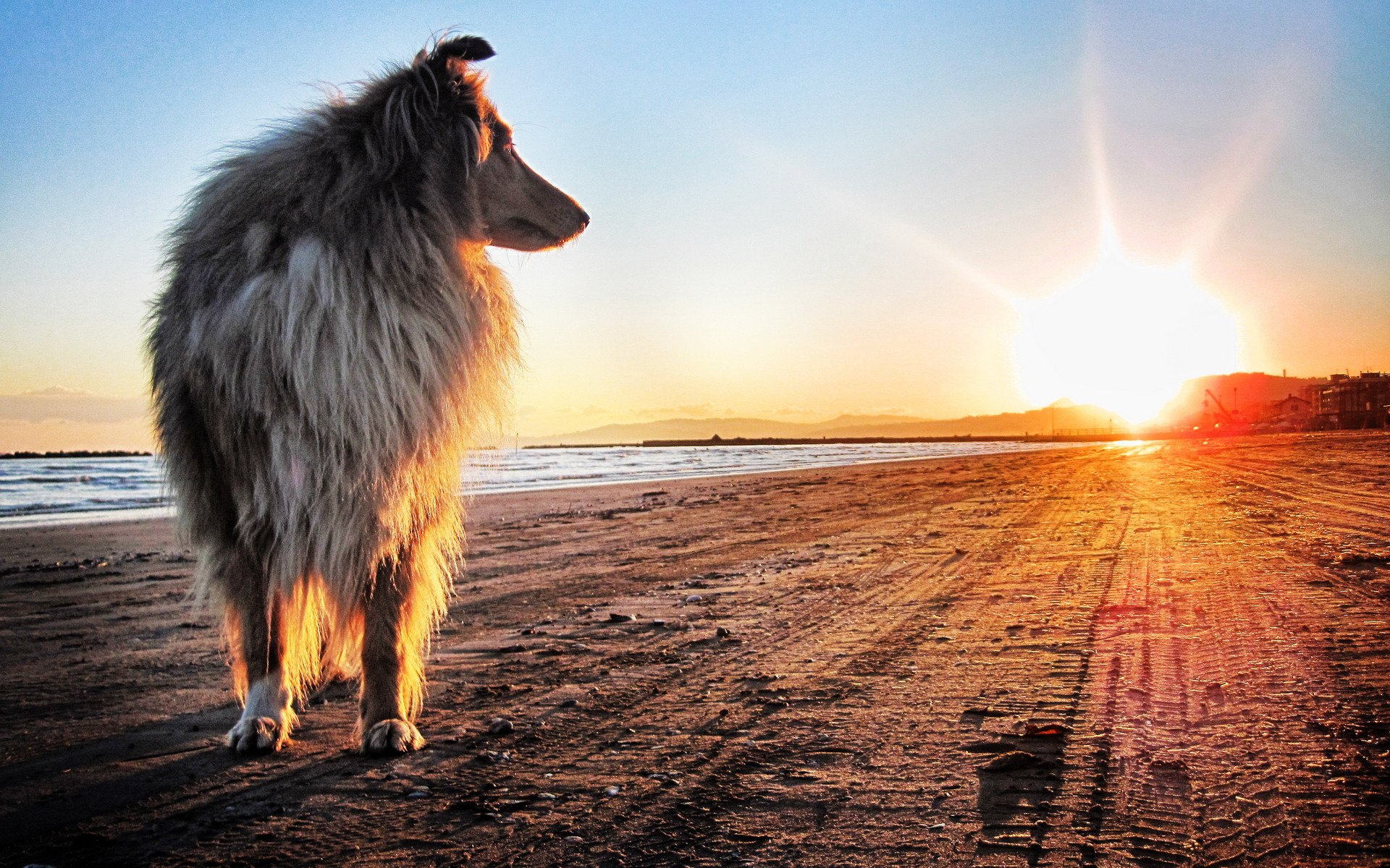 cane collie riva tramonto sole sabbia