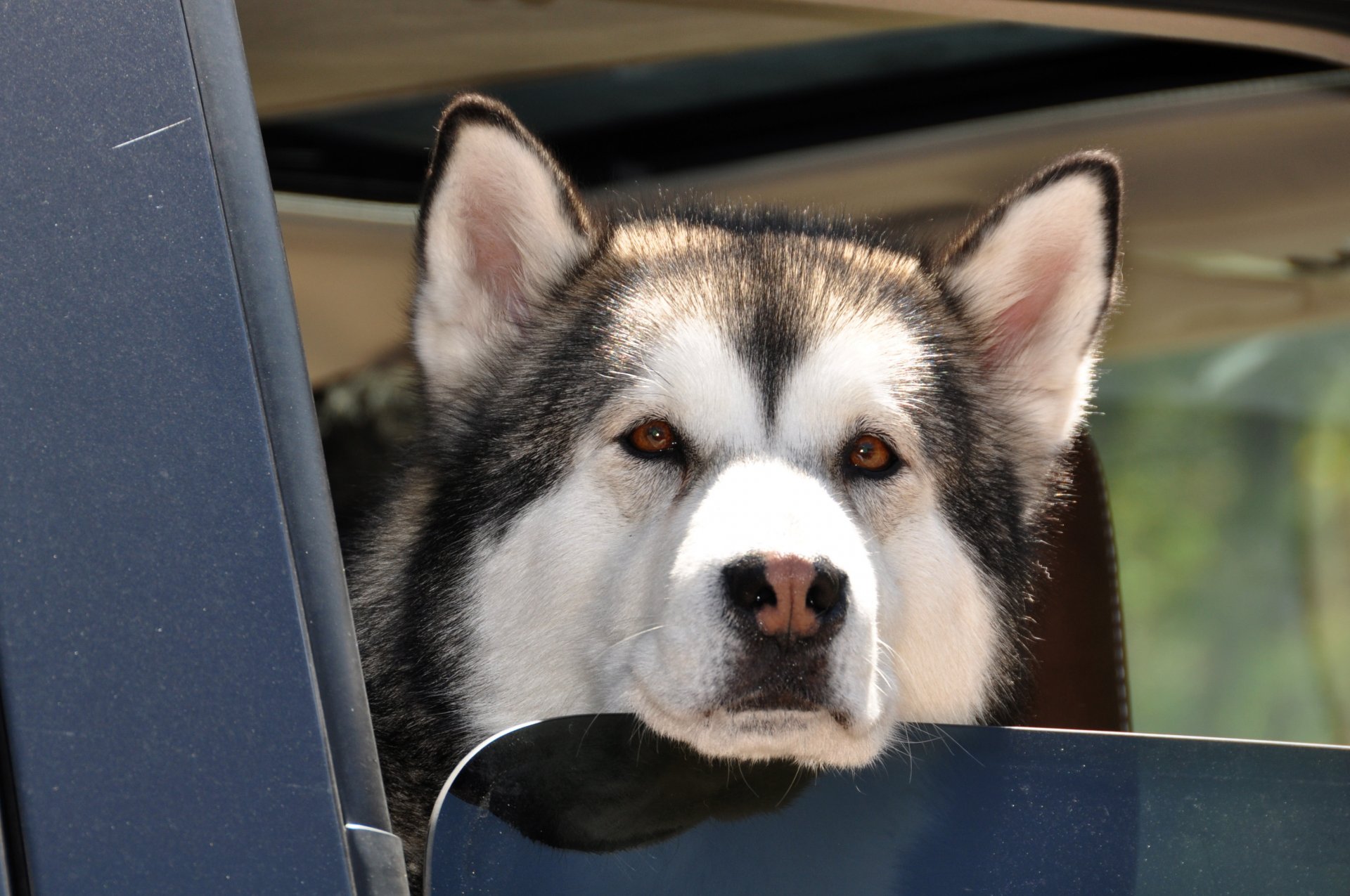 husky dog brown eyes wet nose