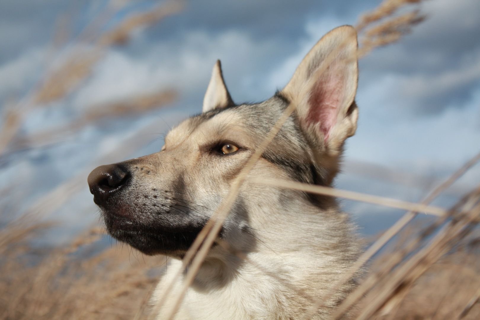 perro laika cabeza hocico hocico espiguillas