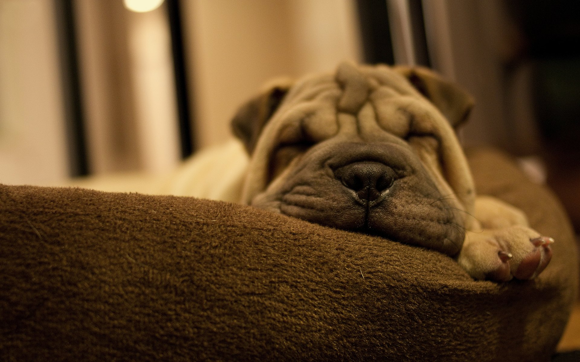 cucciolo cane cane razza shar pei muso pieghe zampa sonno cuscino