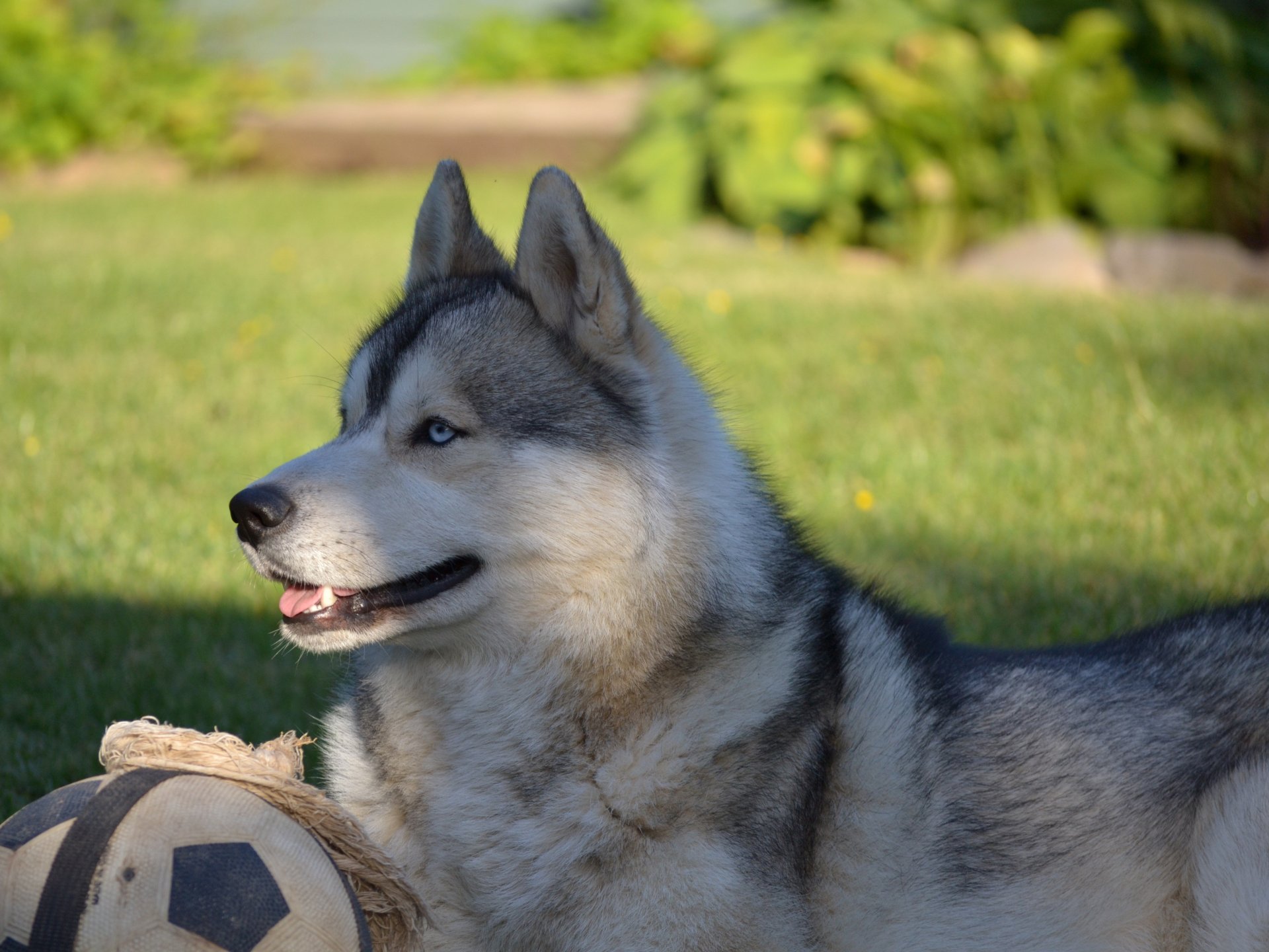 husky sibérien husky animaux chien