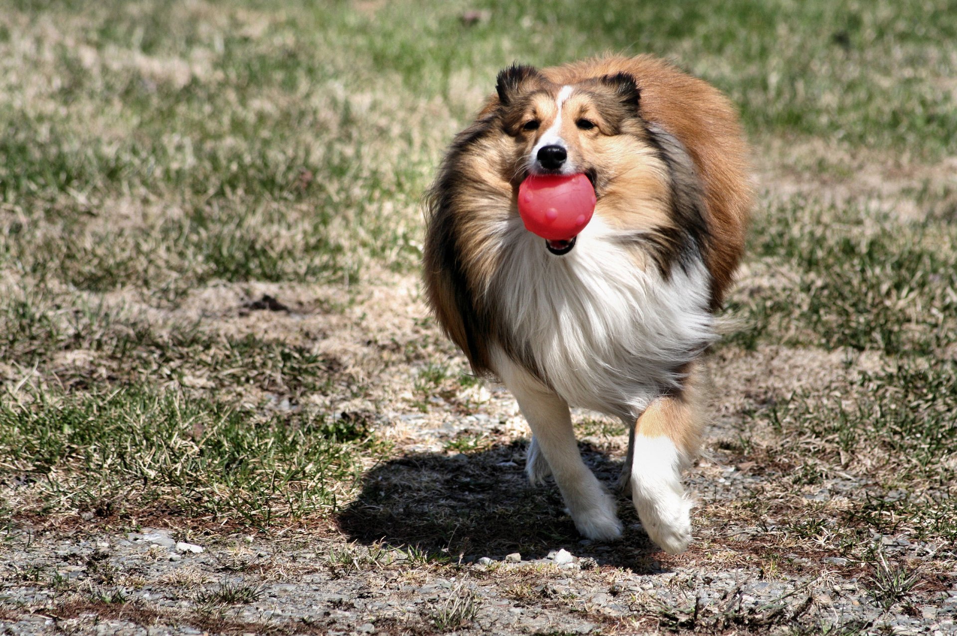 dog collie rushes game ball