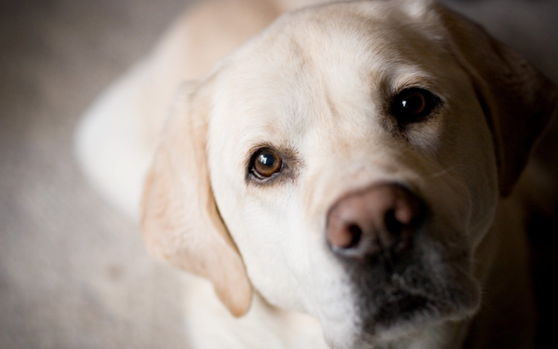 cane golden labrador retriever muso occhi naso