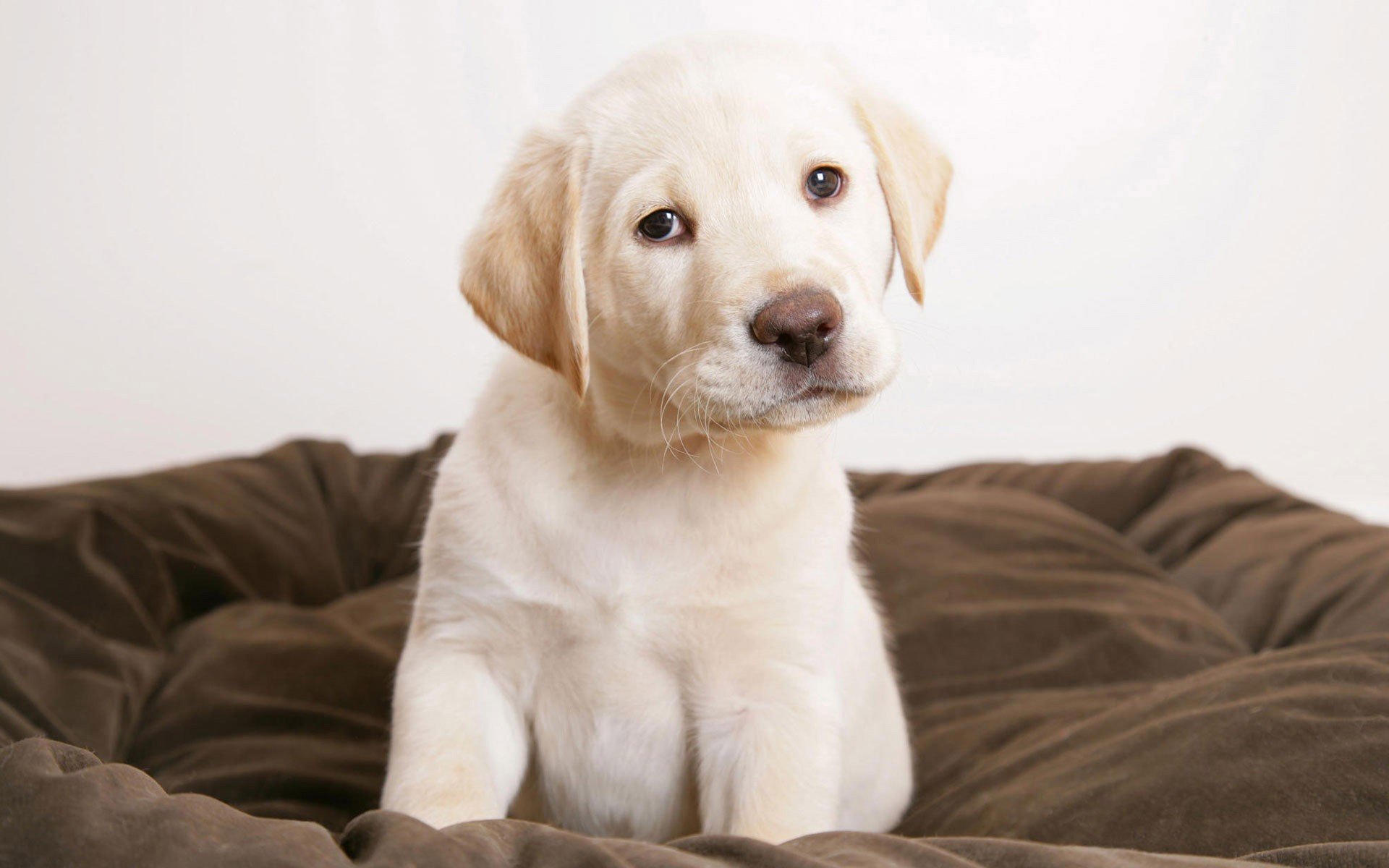 chiot chien labrador