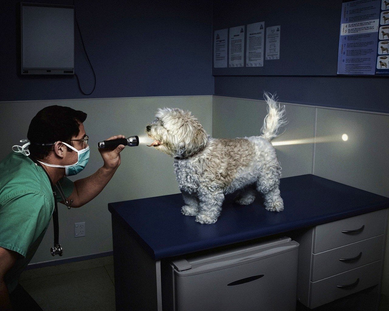 vet flashlight light