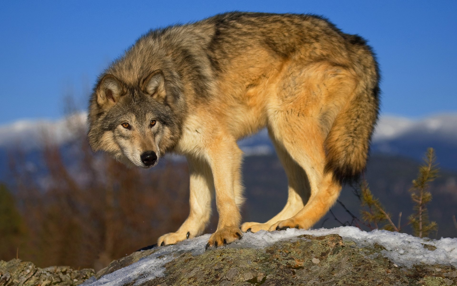 lobo gris depredador