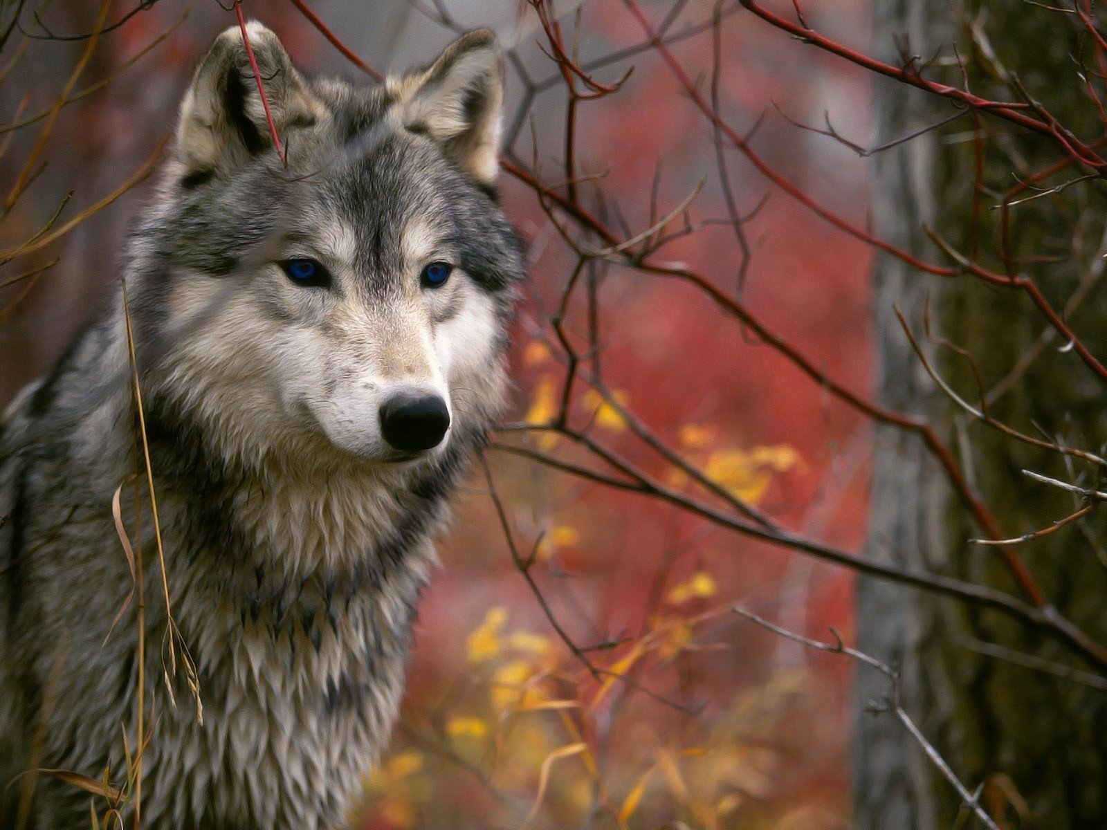 lobo ramas otoño