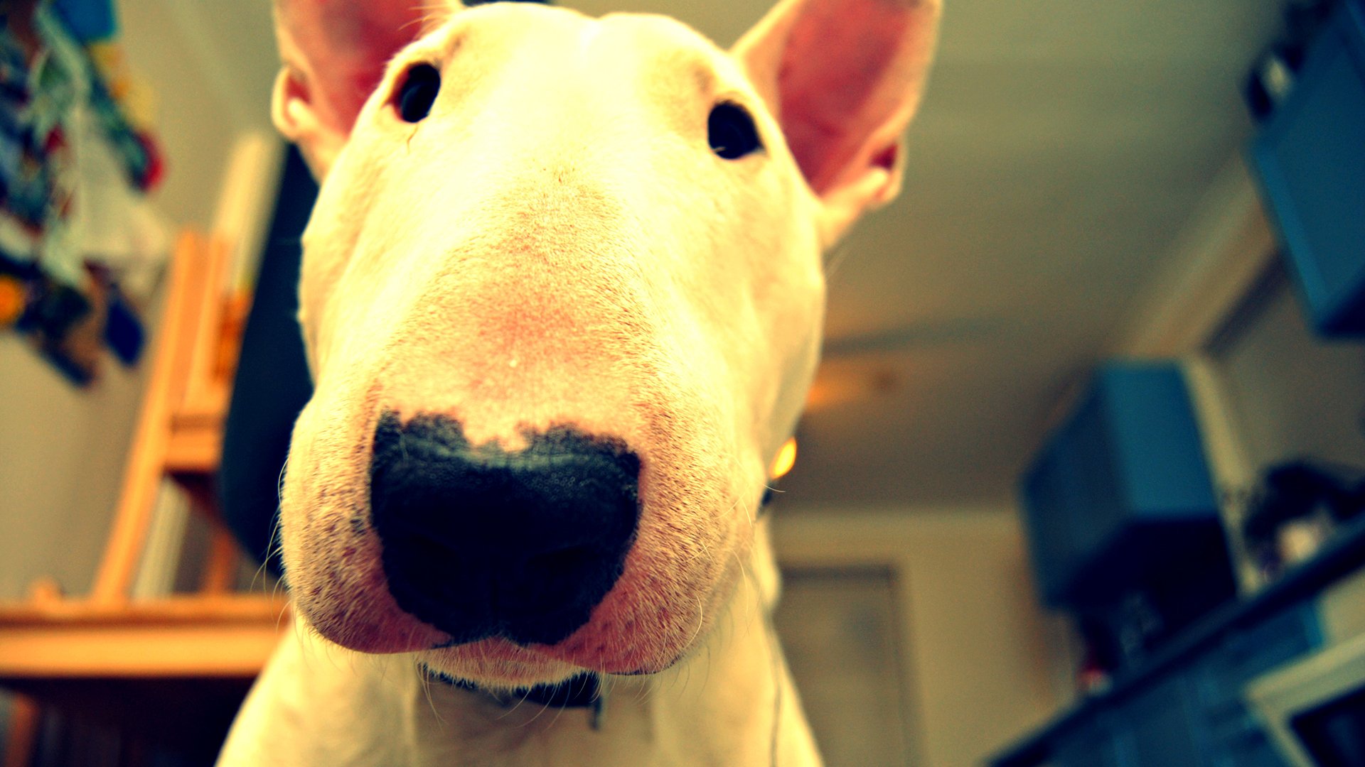 bull terrier vue salle