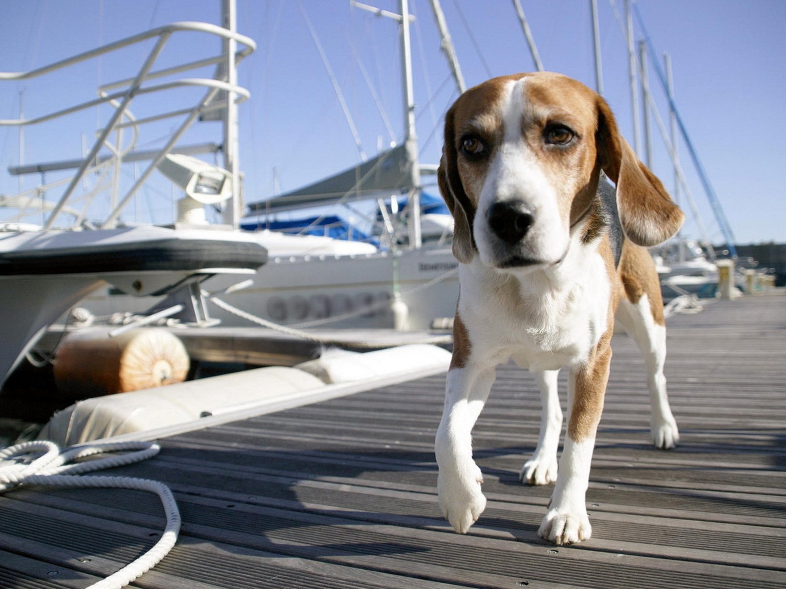 dog dog pier harbor bridge ships yachts water