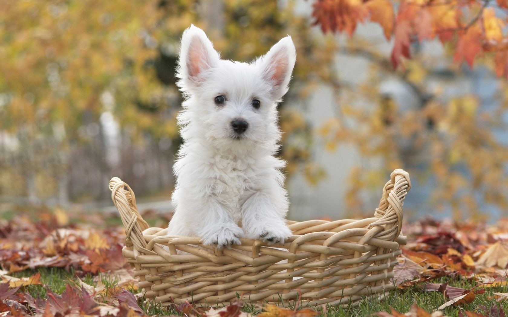 cucciolo cesto foglie