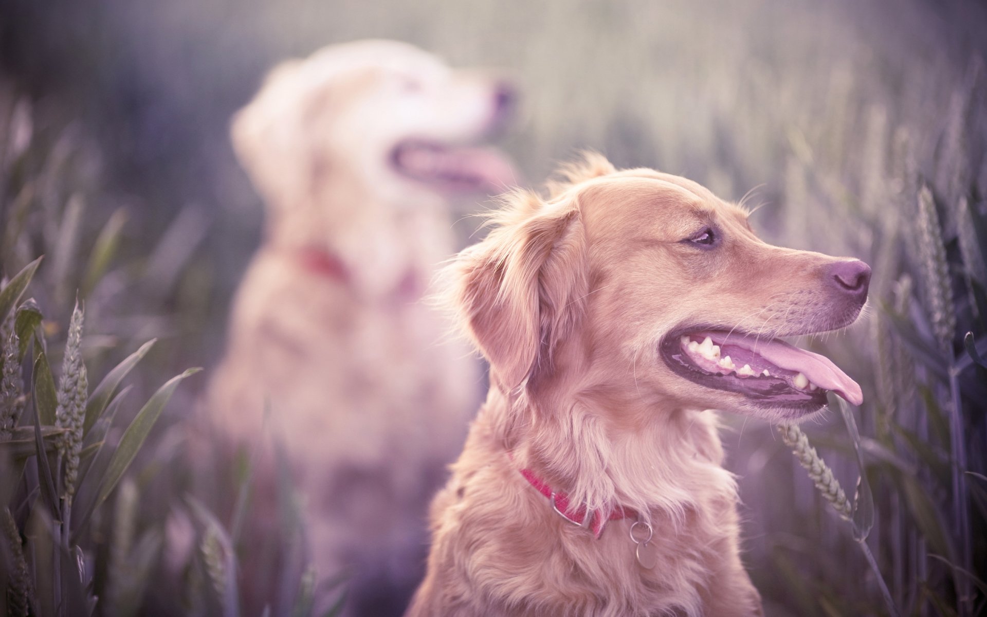 cani campo orecchie erba caccia razza retriever cane bocca denti