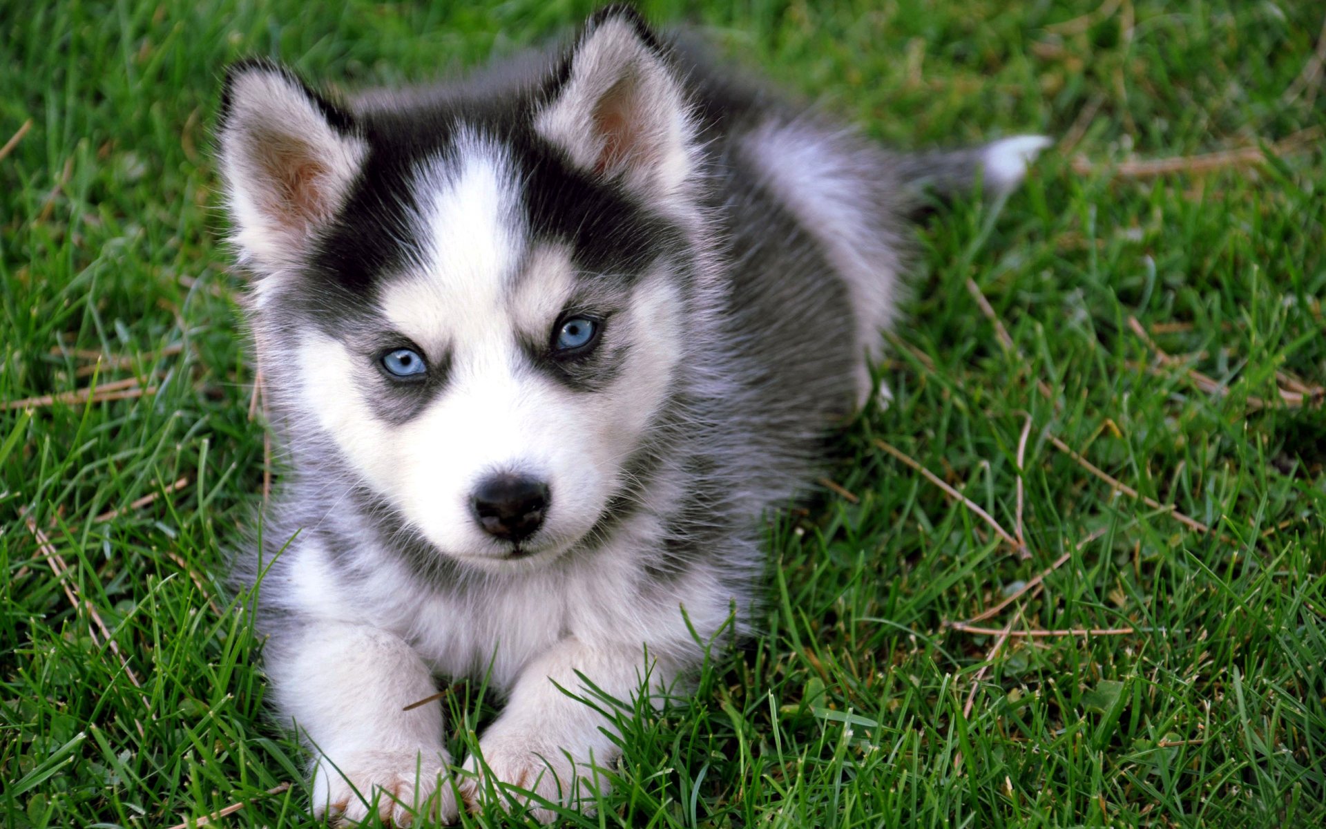 chiot bébé. race husky couleur museau yeux herbe verdure