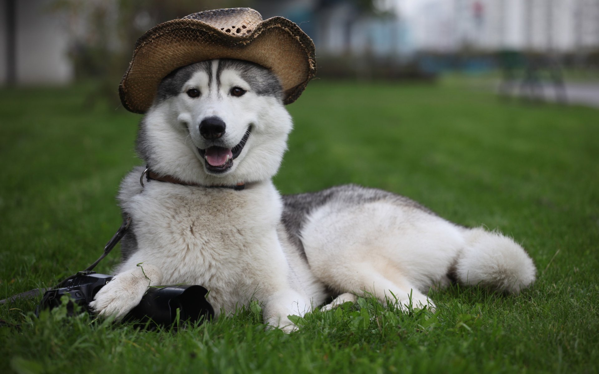 chien husky chapeau appareil photo se trouve garde herbe