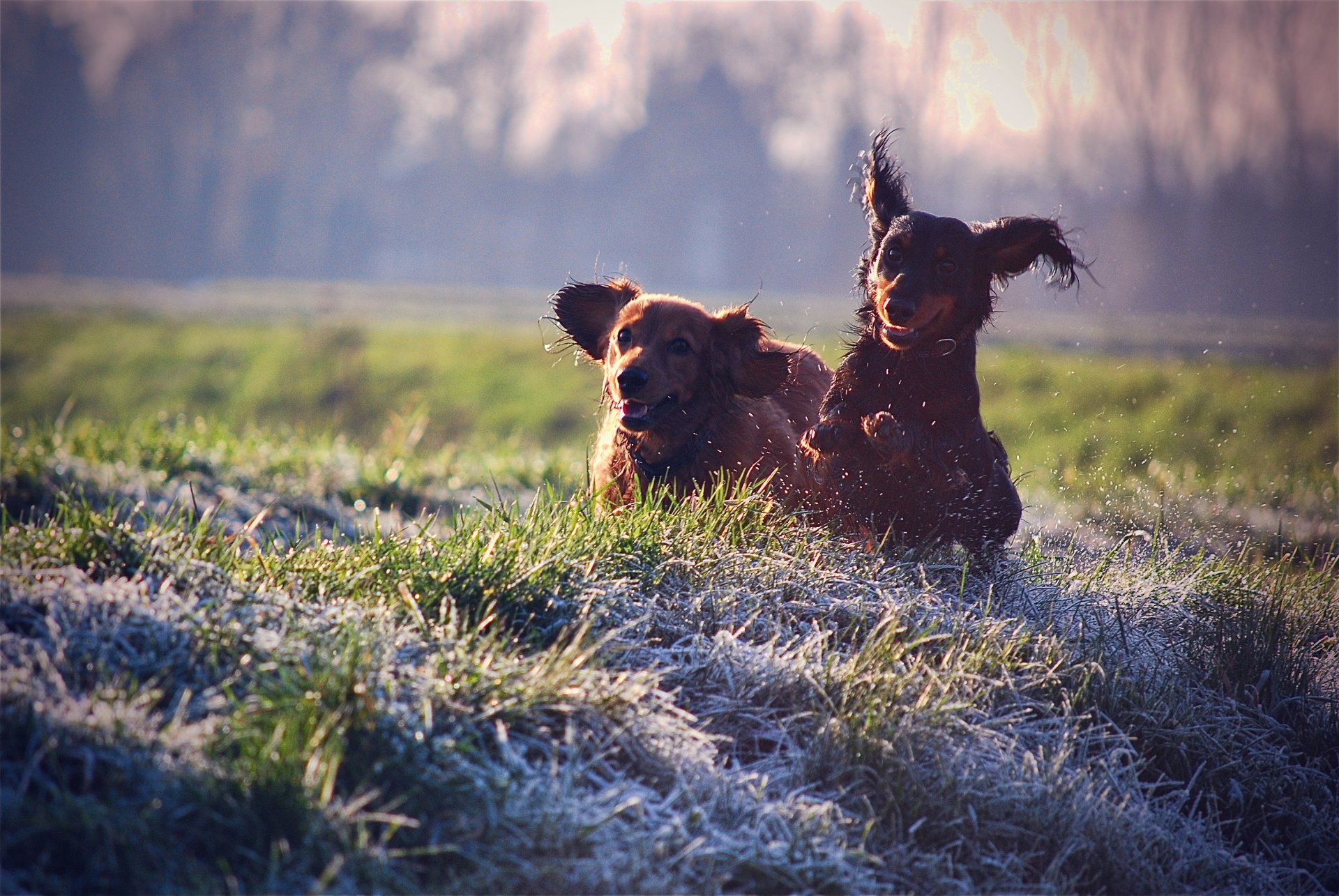 chiens chien humeur joie promenade repos éclaboussures herbe pelouse couleurs chiens