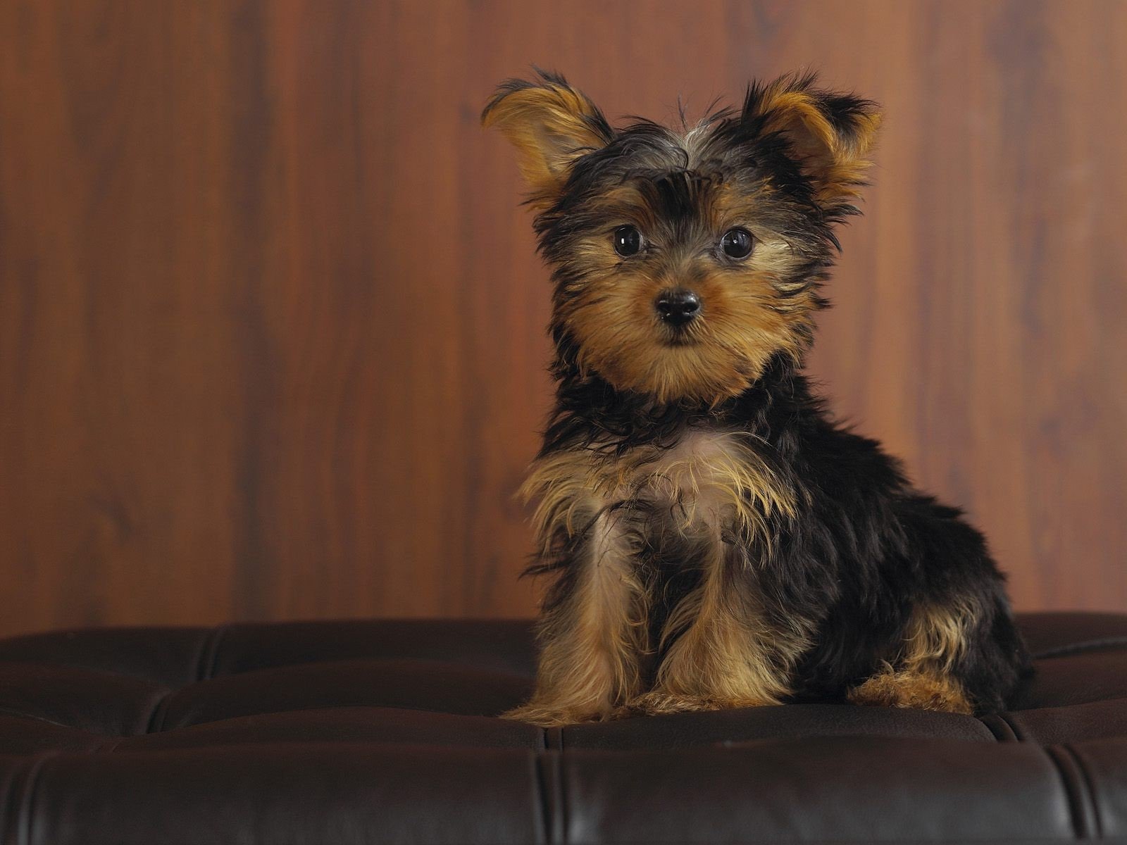 cucciolo sguardo