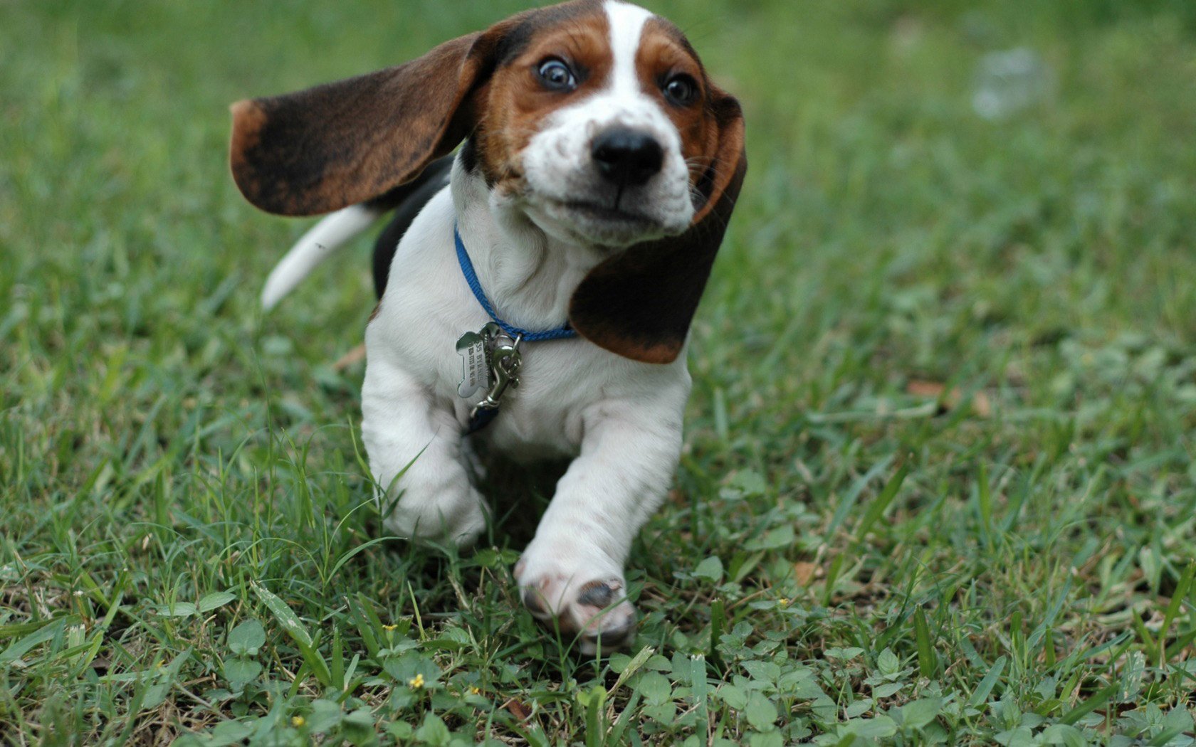 grass puppy running