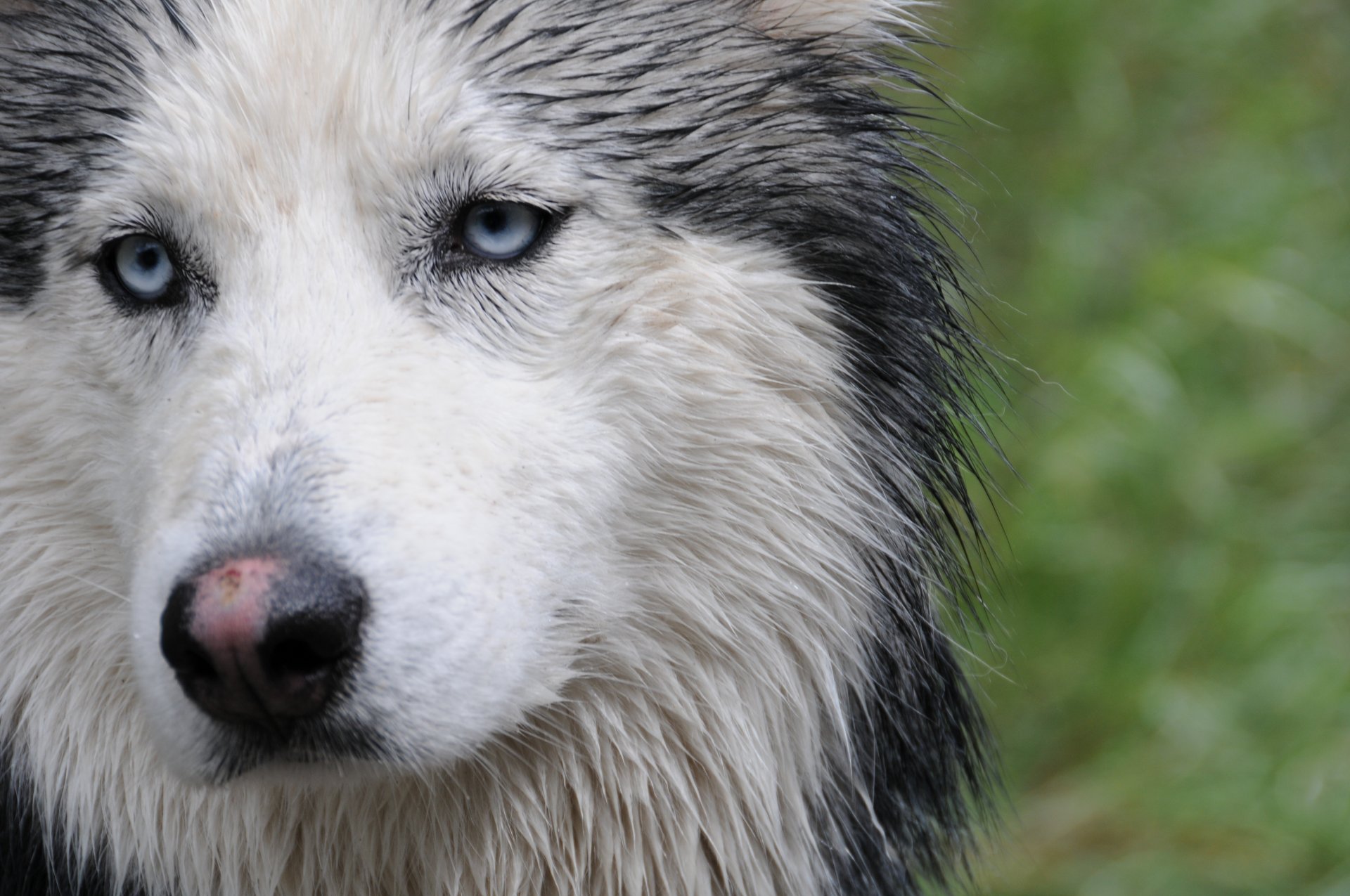 husky face view