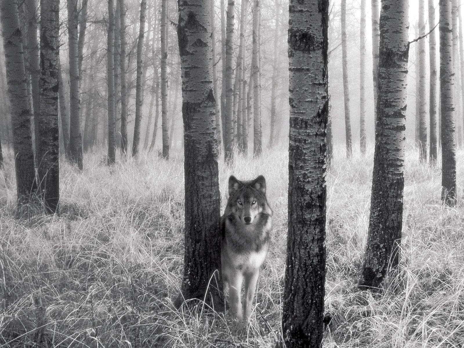 lobo árboles hierba