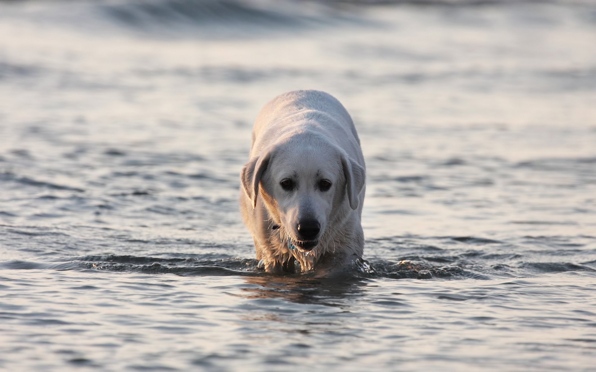 labrador water dog