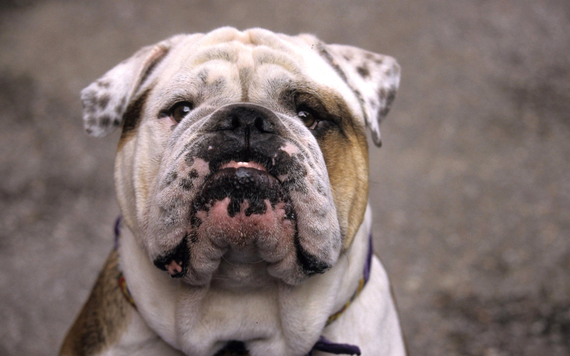 perro perro raza inglés bulldog color manchas pliegues hocico afeitado ojos nariz