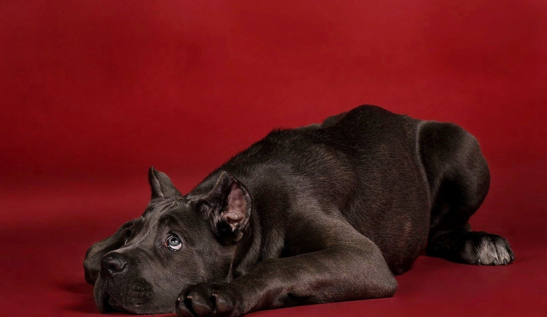 hund welpe kane-korso roter hintergrund