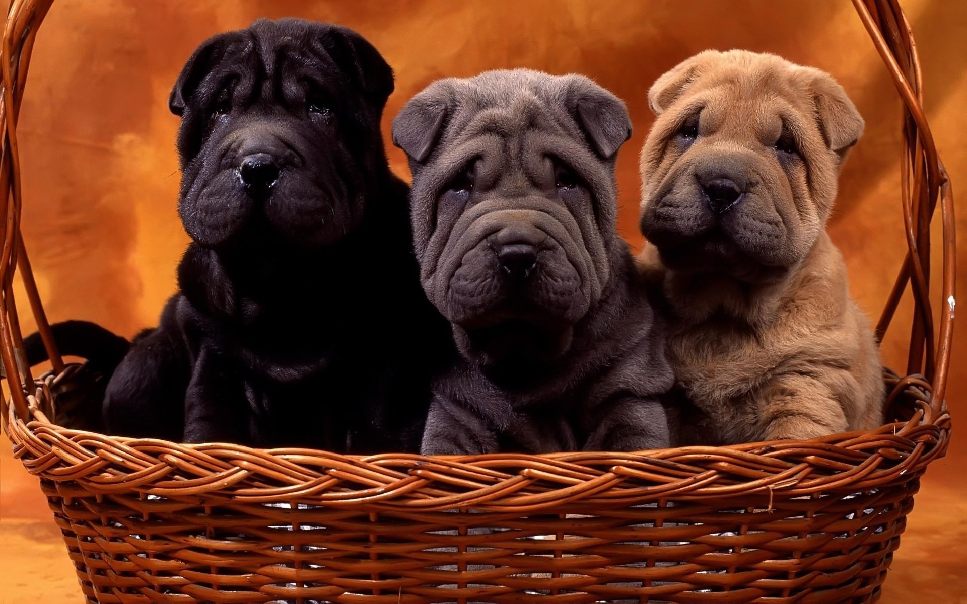 cachorros perros shar pei cesta