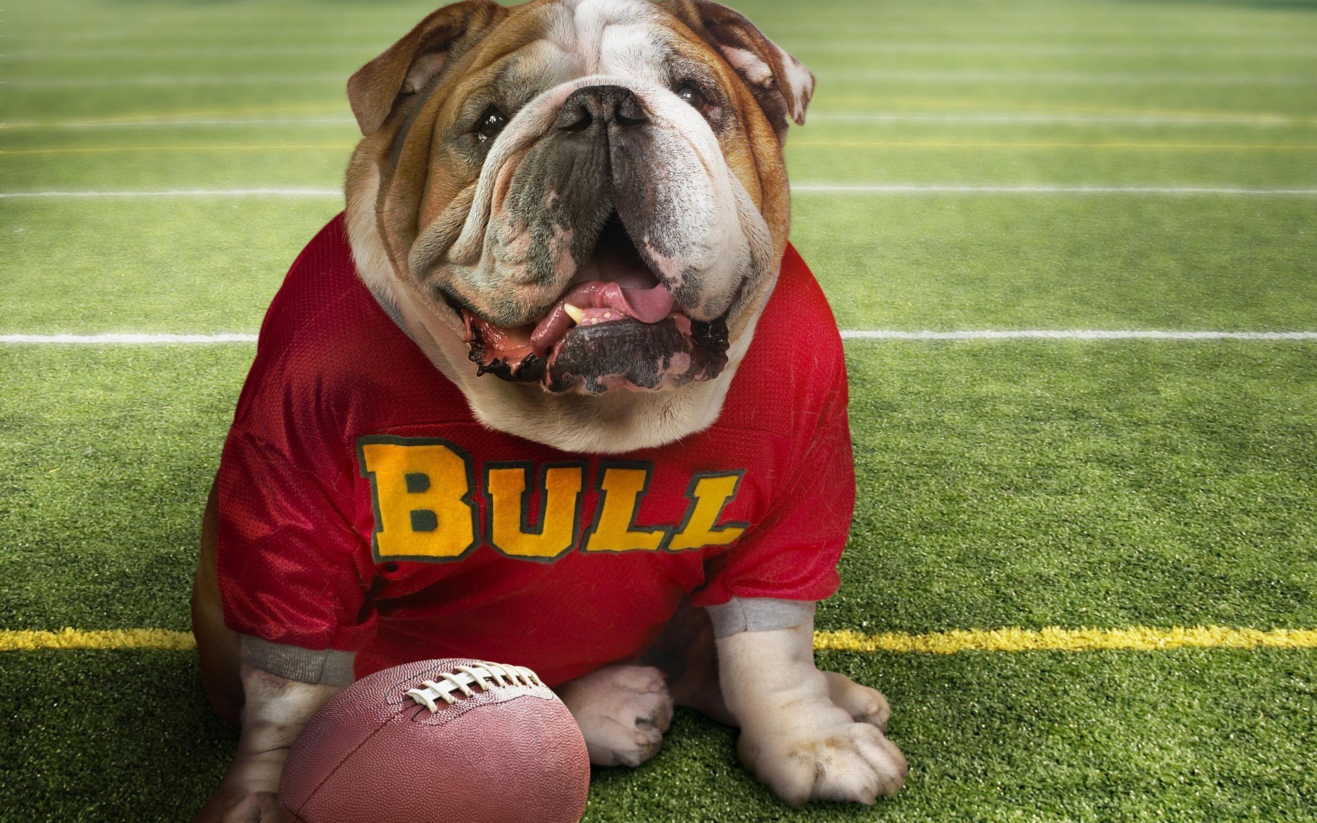 bulldog pelota fútbol