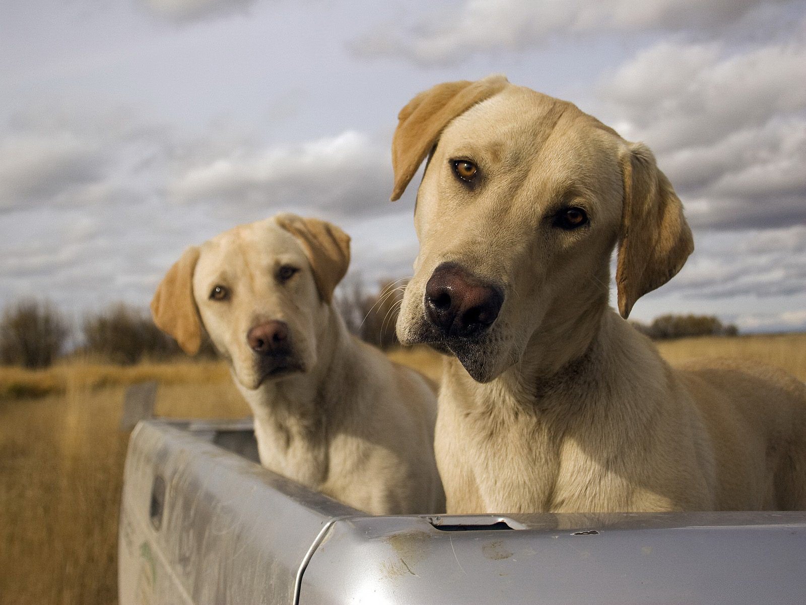 perros perros labradores gemelos tronco cielo nubes