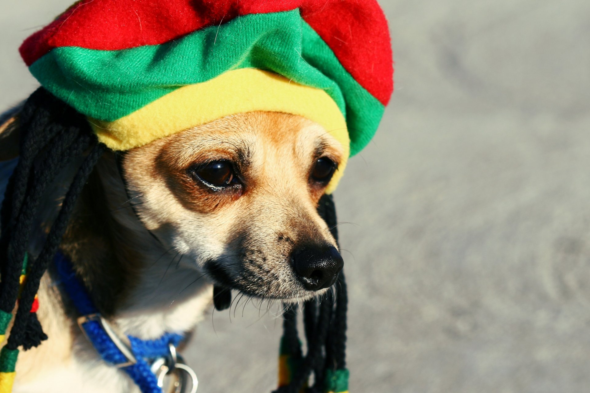 cappello dreadlocks rasta cani