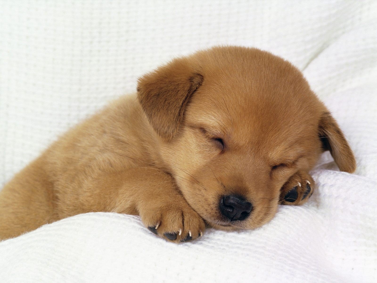 cane cucciolo stanco profondamente addormentato