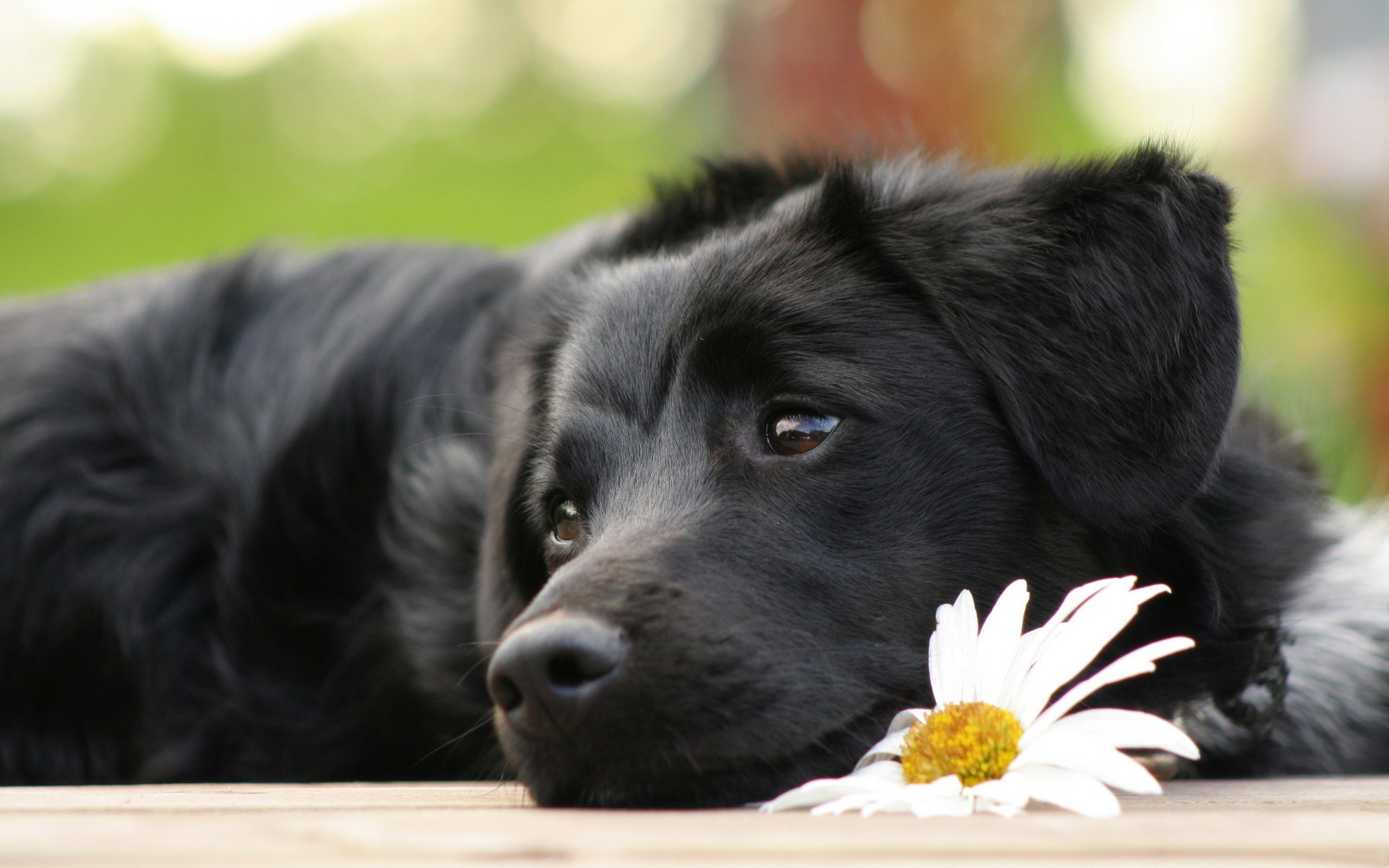 hund welpe chenille liegt traurig blume gänseblümchen